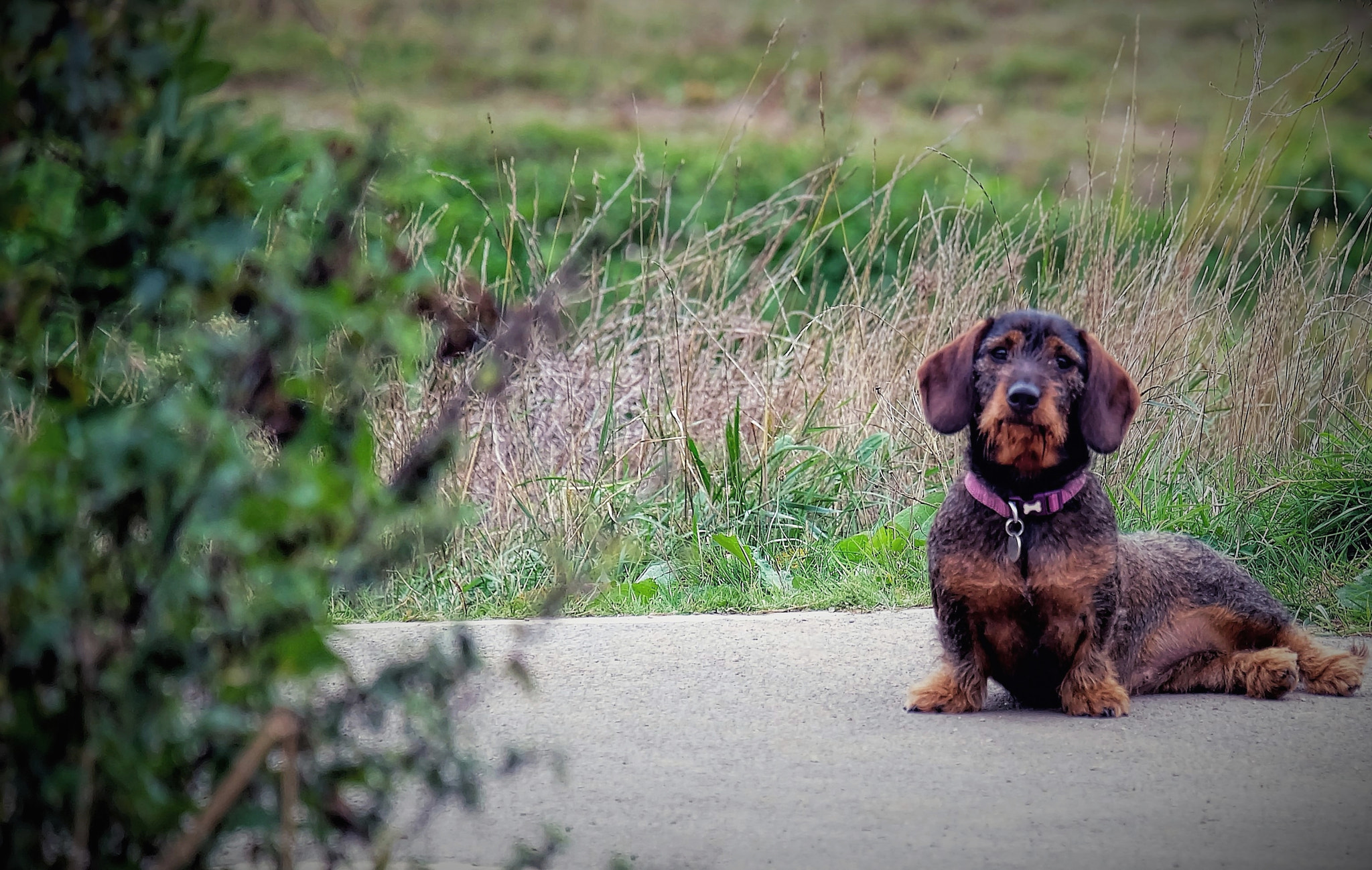 Fujifilm X-A2 + Fujifilm XC 50-230mm F4.5-6.7 OIS sample photo. Come on.... photography