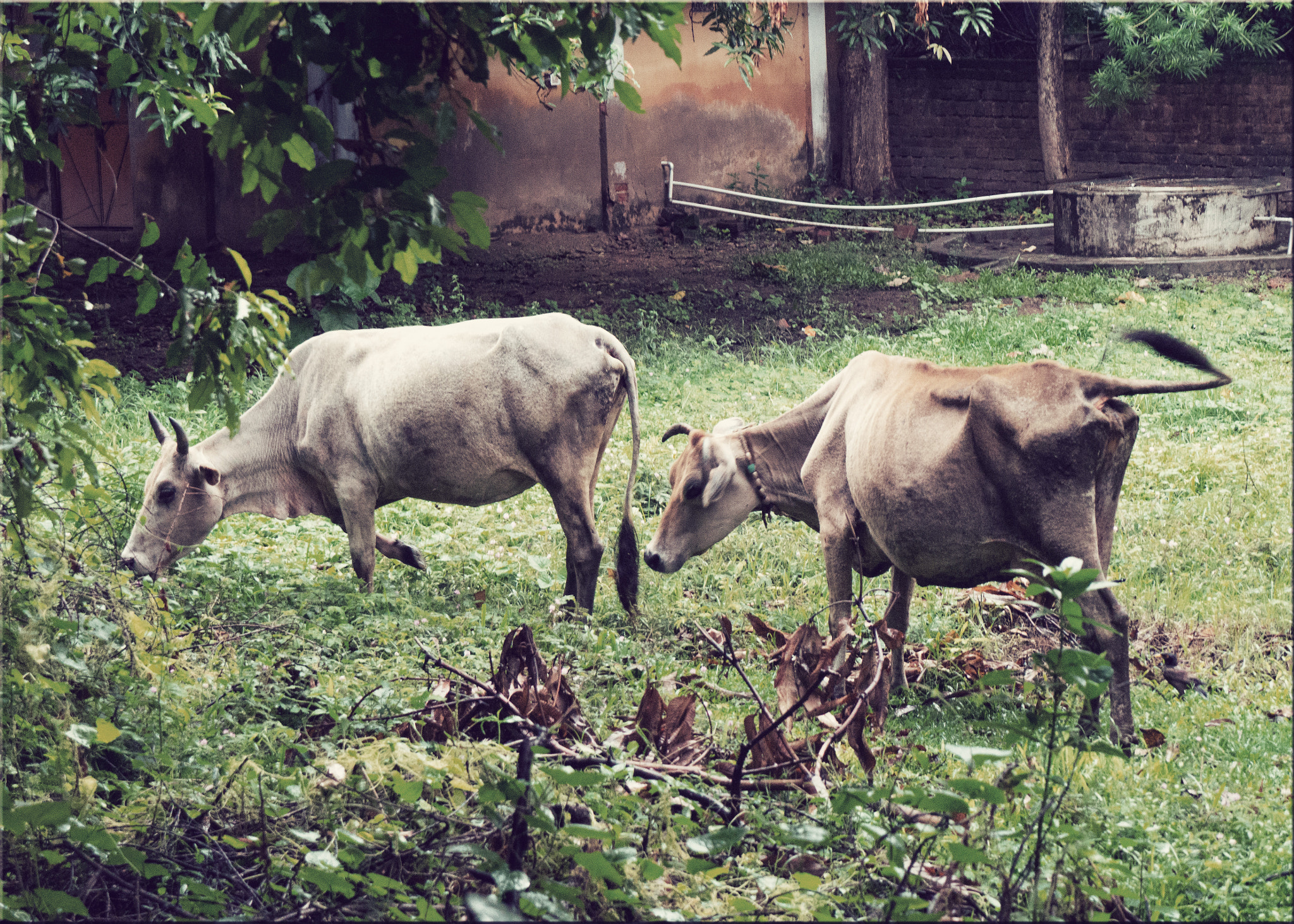 Panasonic Lumix DMC-GH3 sample photo. India's beloved cows... moo! photography