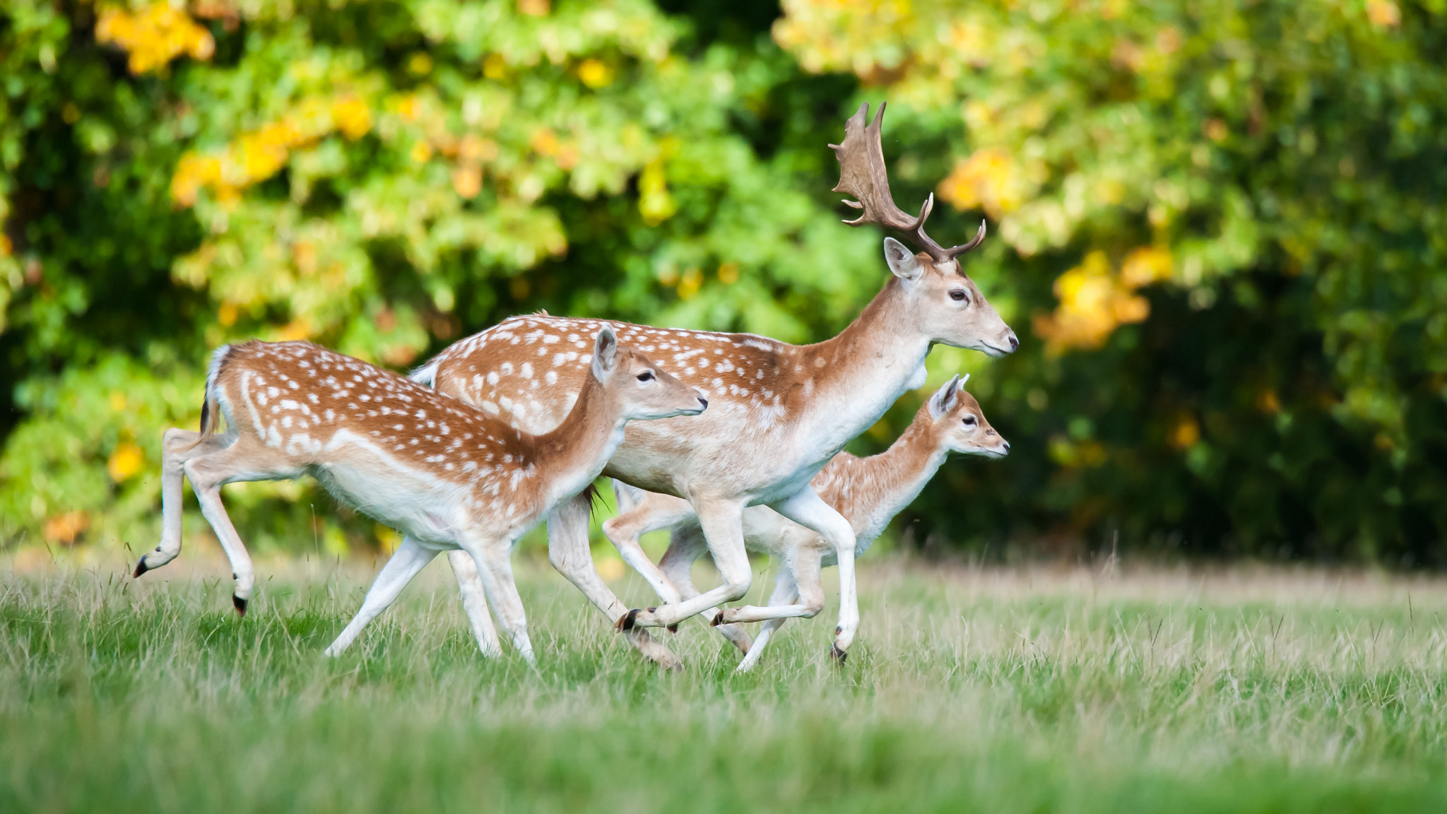 Nikon D700 sample photo. Fallow deer, chatsworth house estate, derbyshire photography