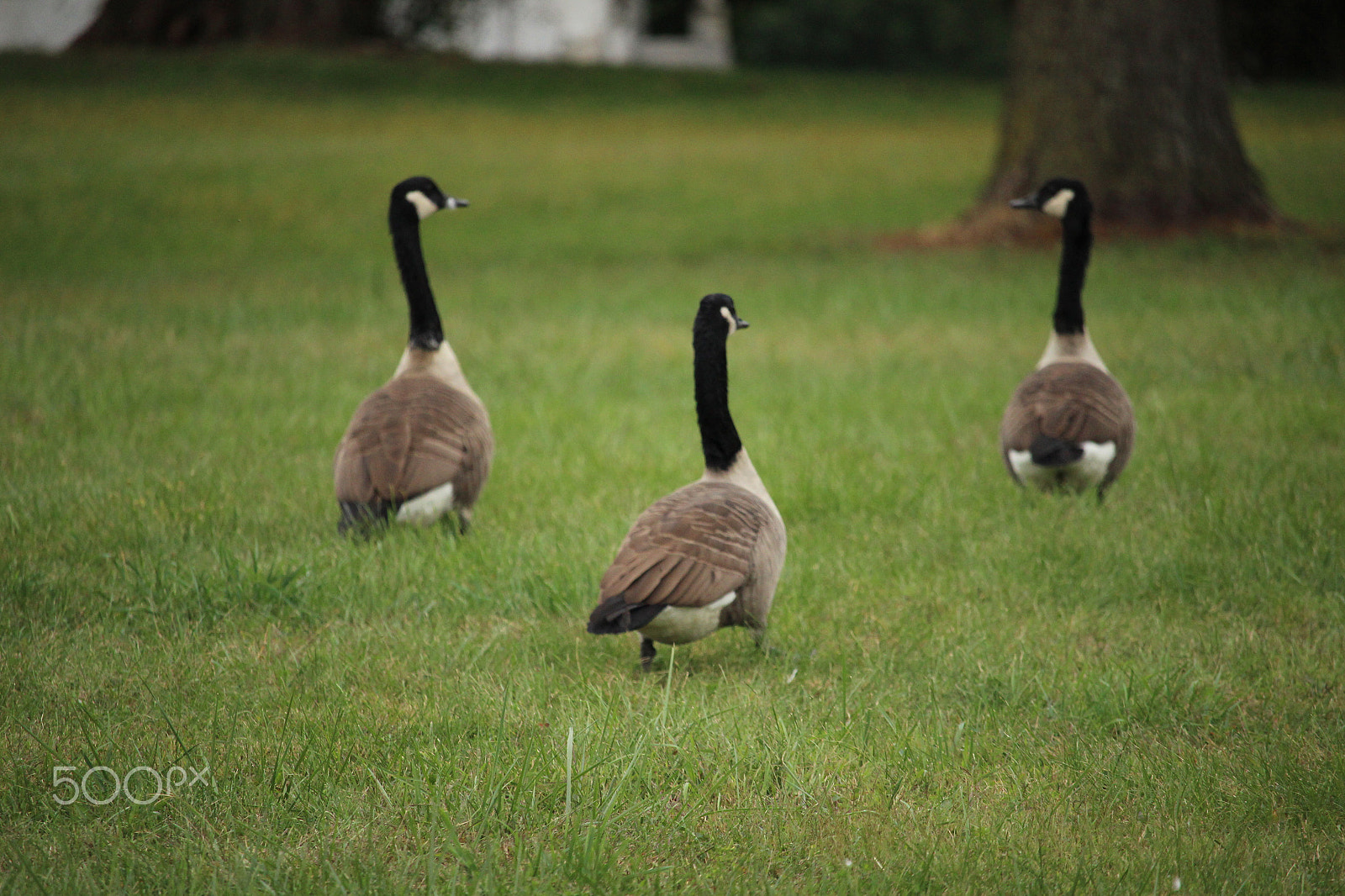 Canon EOS 600D (Rebel EOS T3i / EOS Kiss X5) + Canon EF-S 55-250mm F4-5.6 IS STM sample photo. Geese walking on a field photography