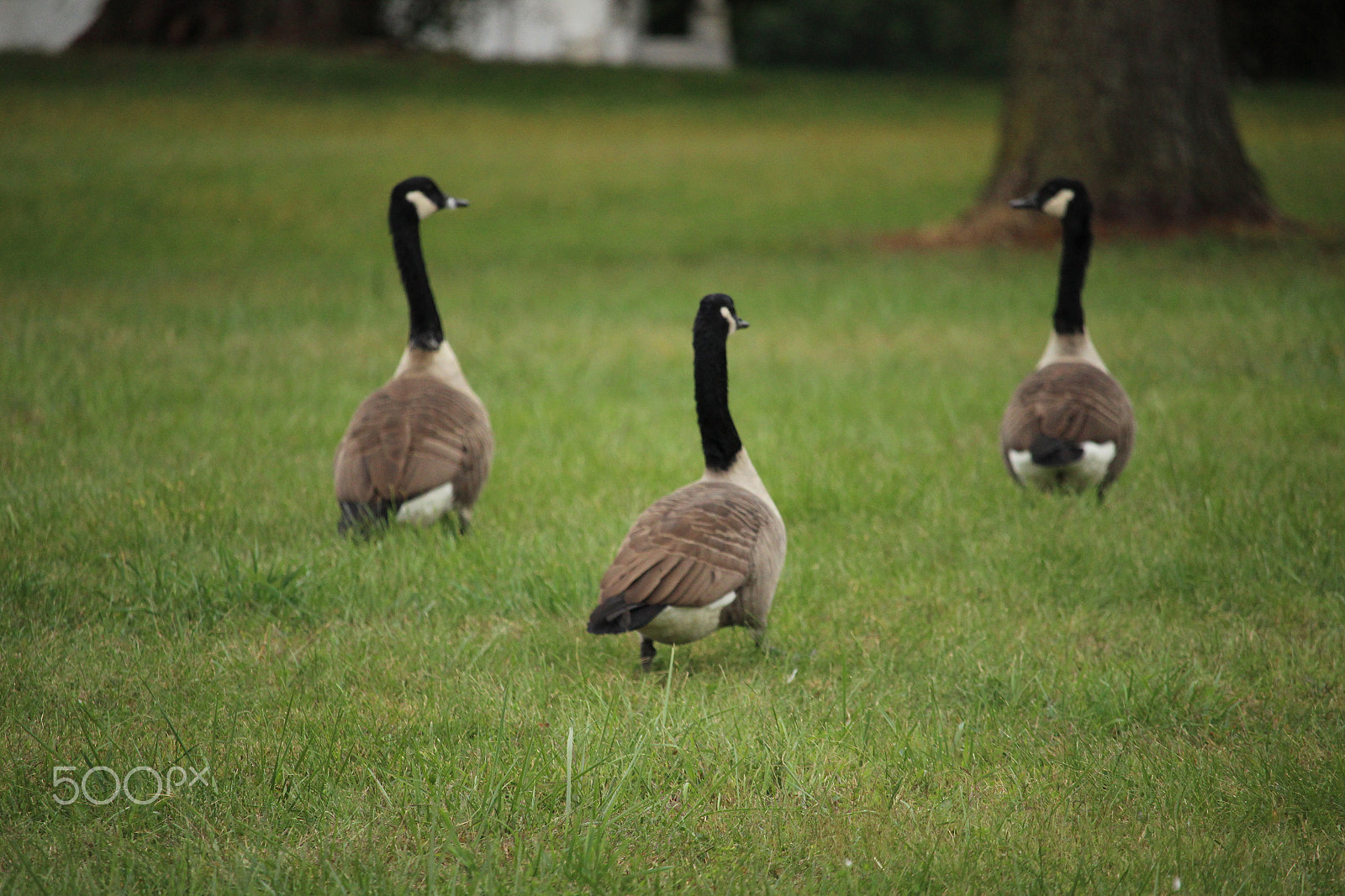 Canon EF-S 55-250mm F4-5.6 IS STM sample photo. Geese walking on a field photography