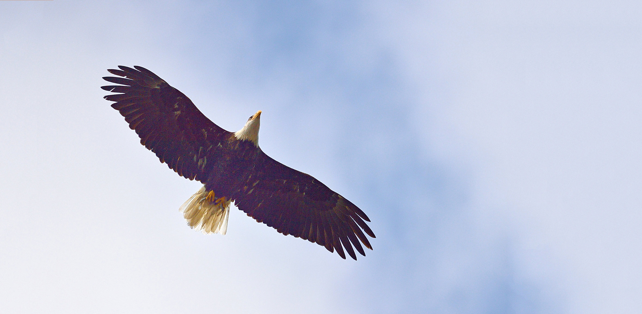 Nikon D4 sample photo. Bald eagle with kookanee photography