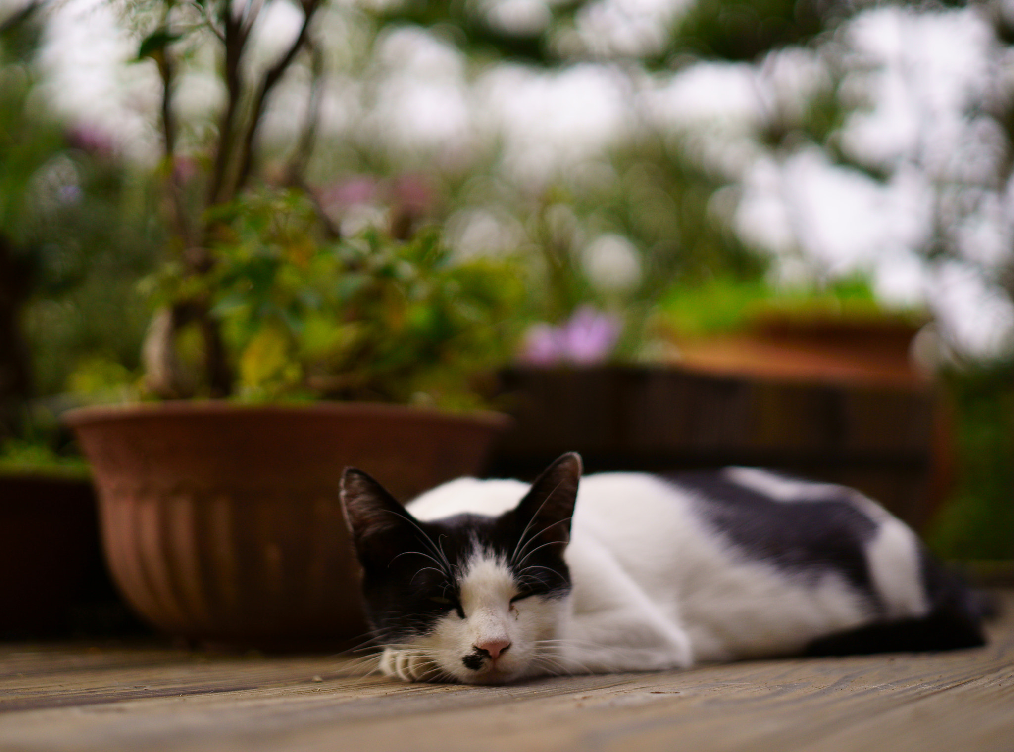 ZEISS Loxia 50mm F2 sample photo. Great mother kouchi #2 photography