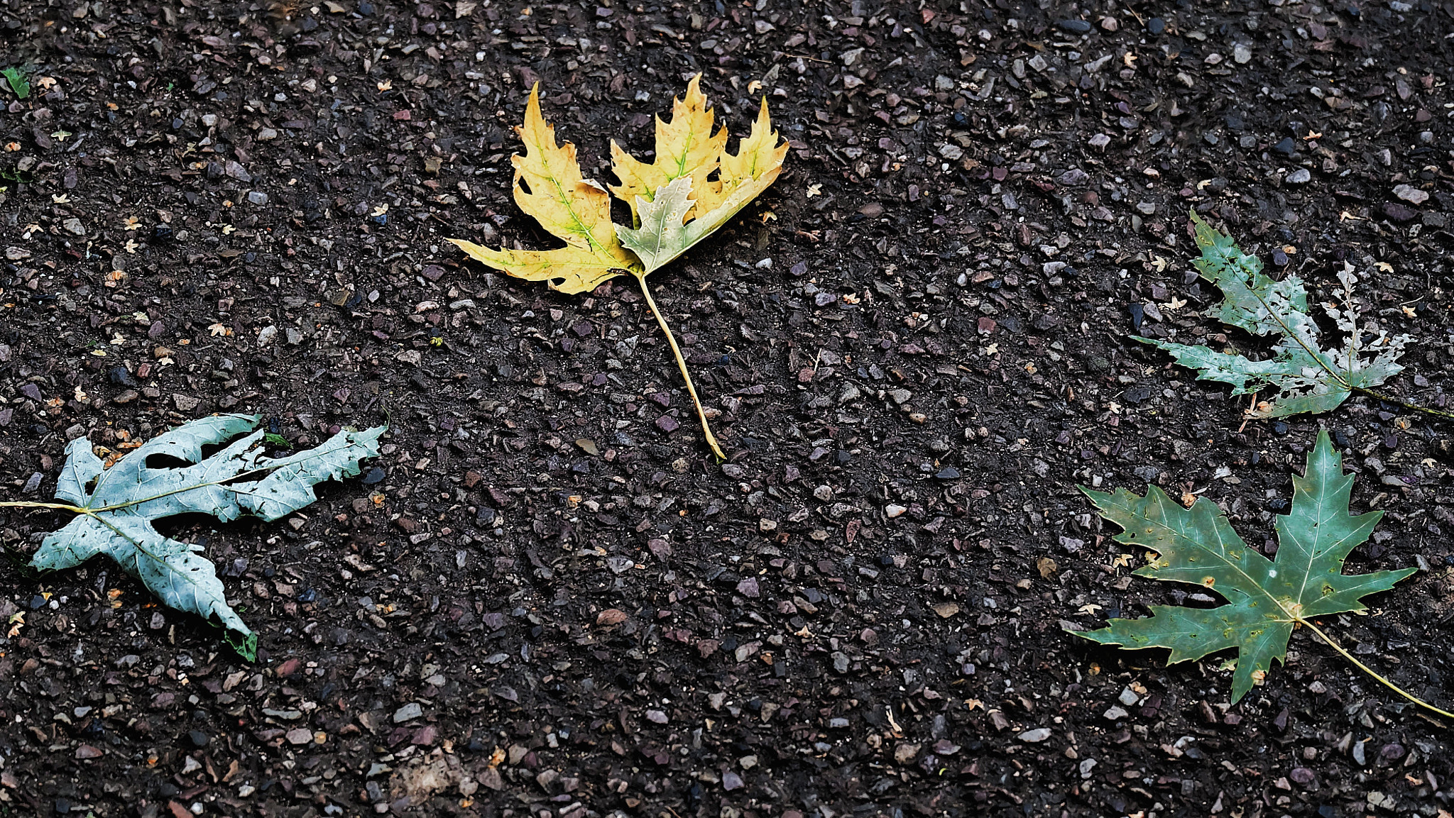 Fujifilm X-A2 sample photo. Autumn signs... photography