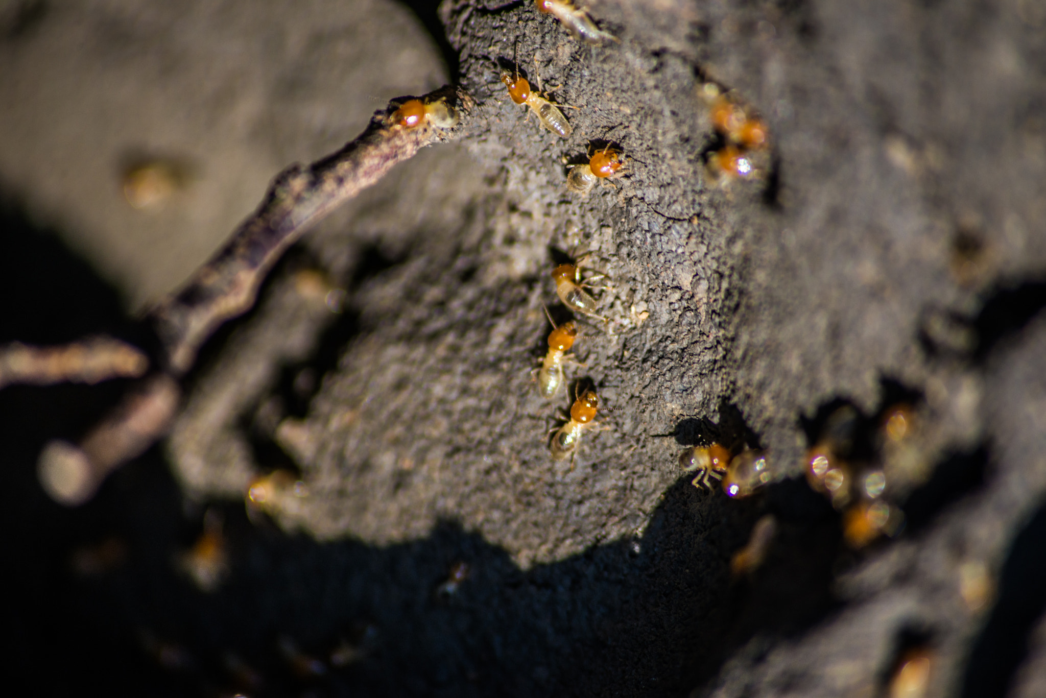 Sigma 70-300mm F4-5.6 APO DG Macro sample photo. Colonialists photography