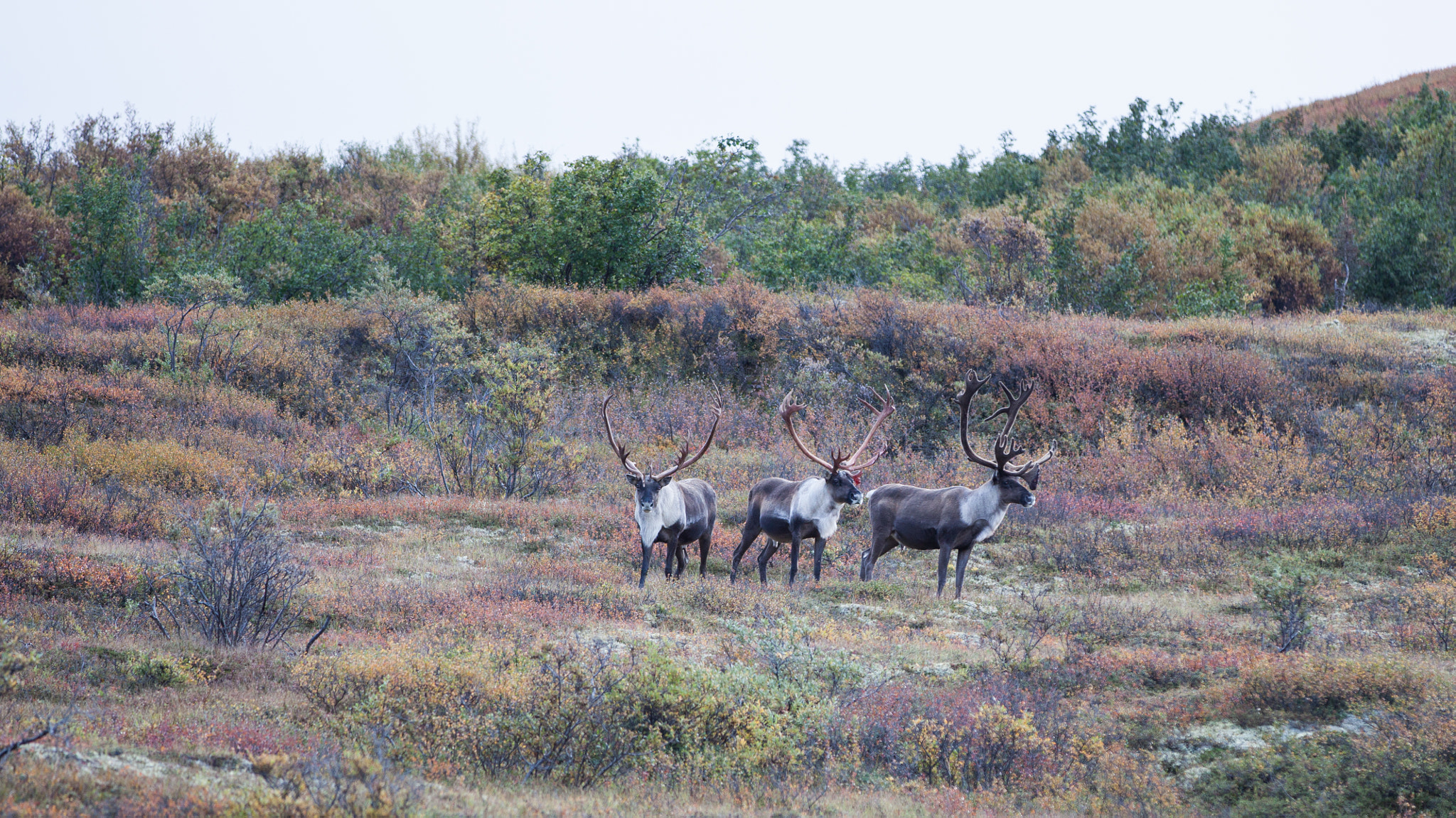 Canon EOS 50D sample photo. Caribou in denali photography