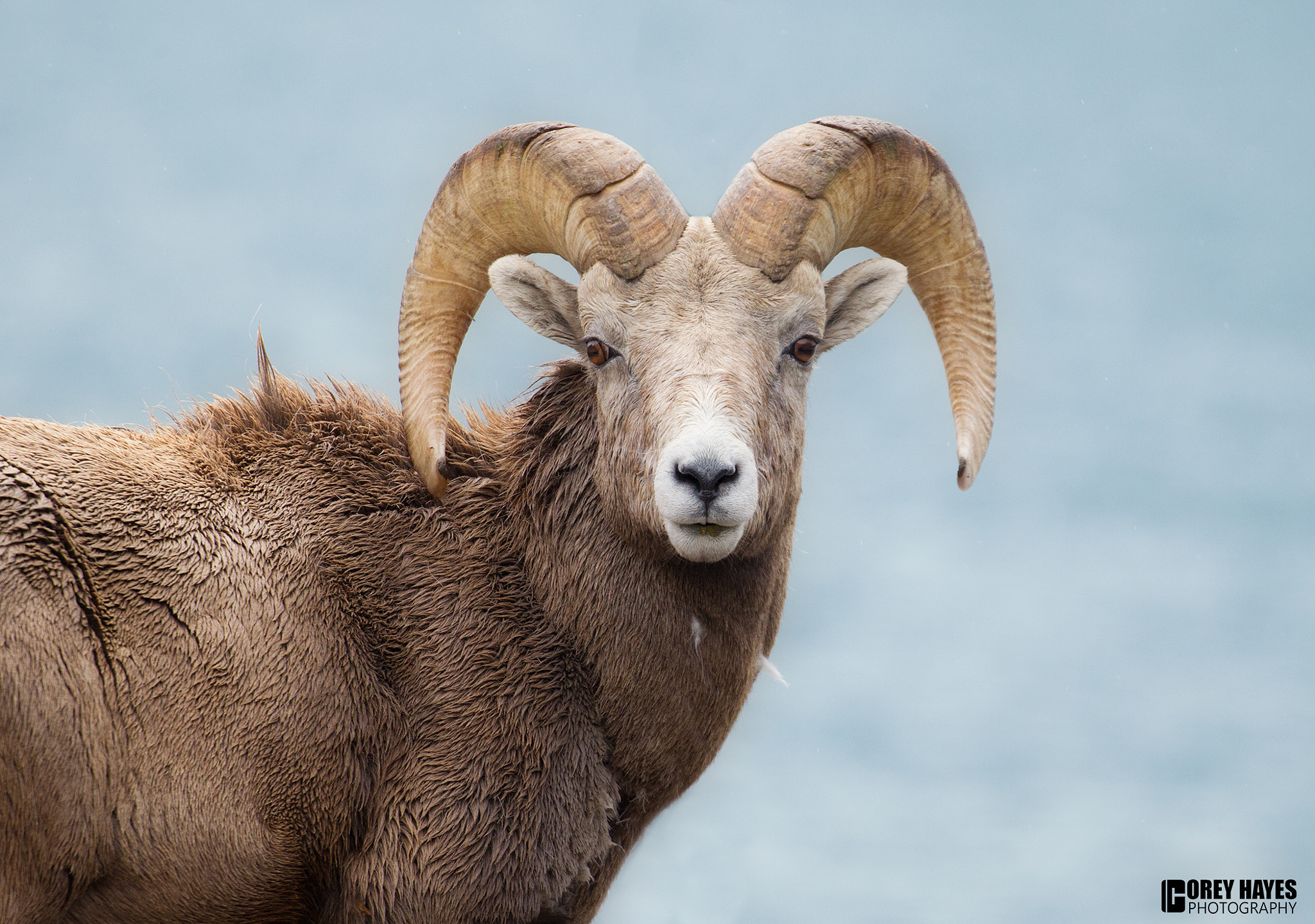 Canon EOS-1D Mark IV sample photo. Bighorned sheep photography