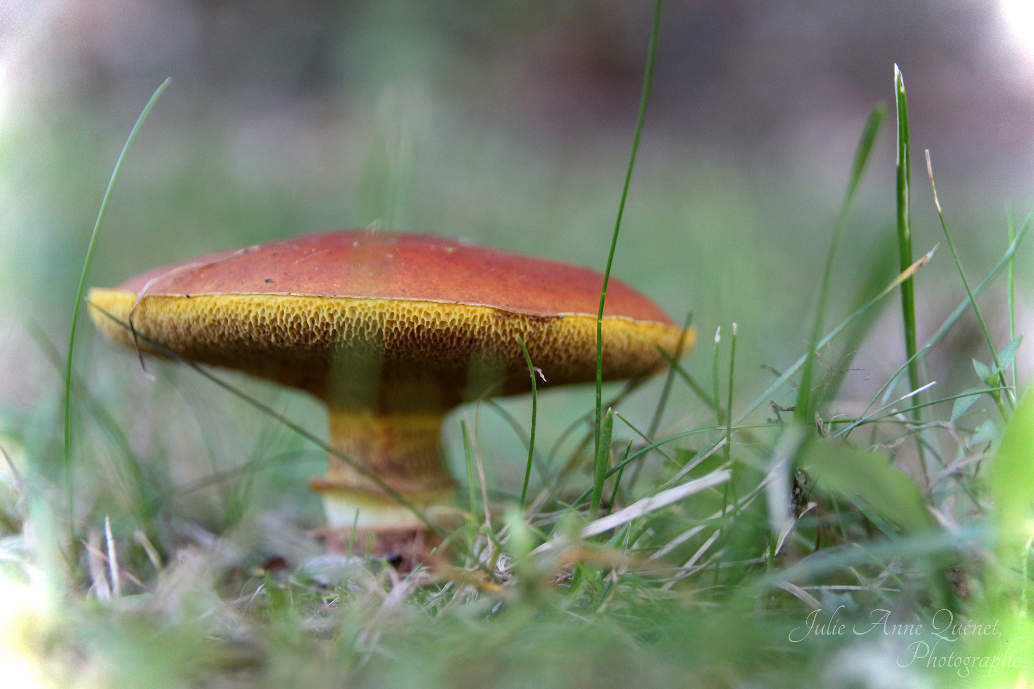 Sigma 18-250mm F3.5-6.3 DC OS HSM sample photo. 19th century mushroom ... photography