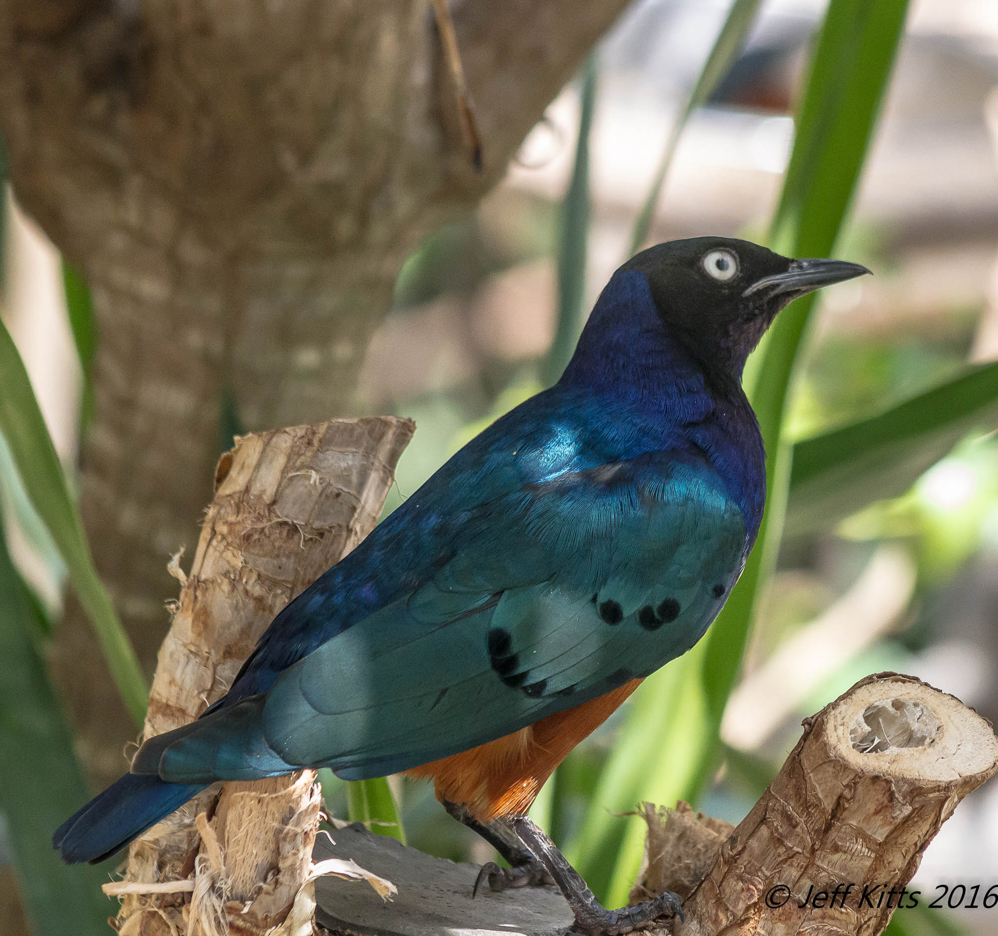 Canon EOS 7D + Canon EF 75-300mm f/4-5.6 USM sample photo. 4074-superb starling photography
