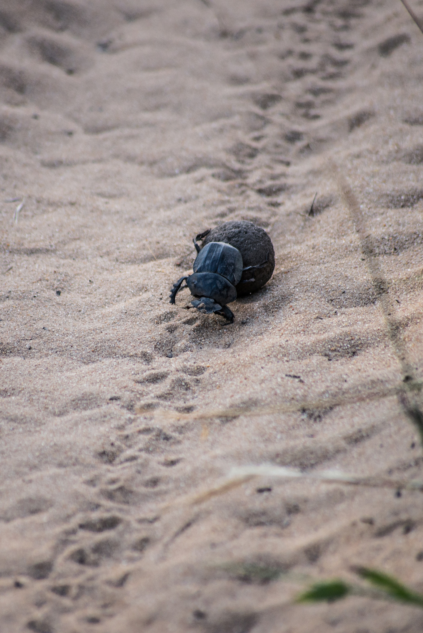 Sigma 70-300mm F4-5.6 APO DG Macro sample photo. Comings and goings photography