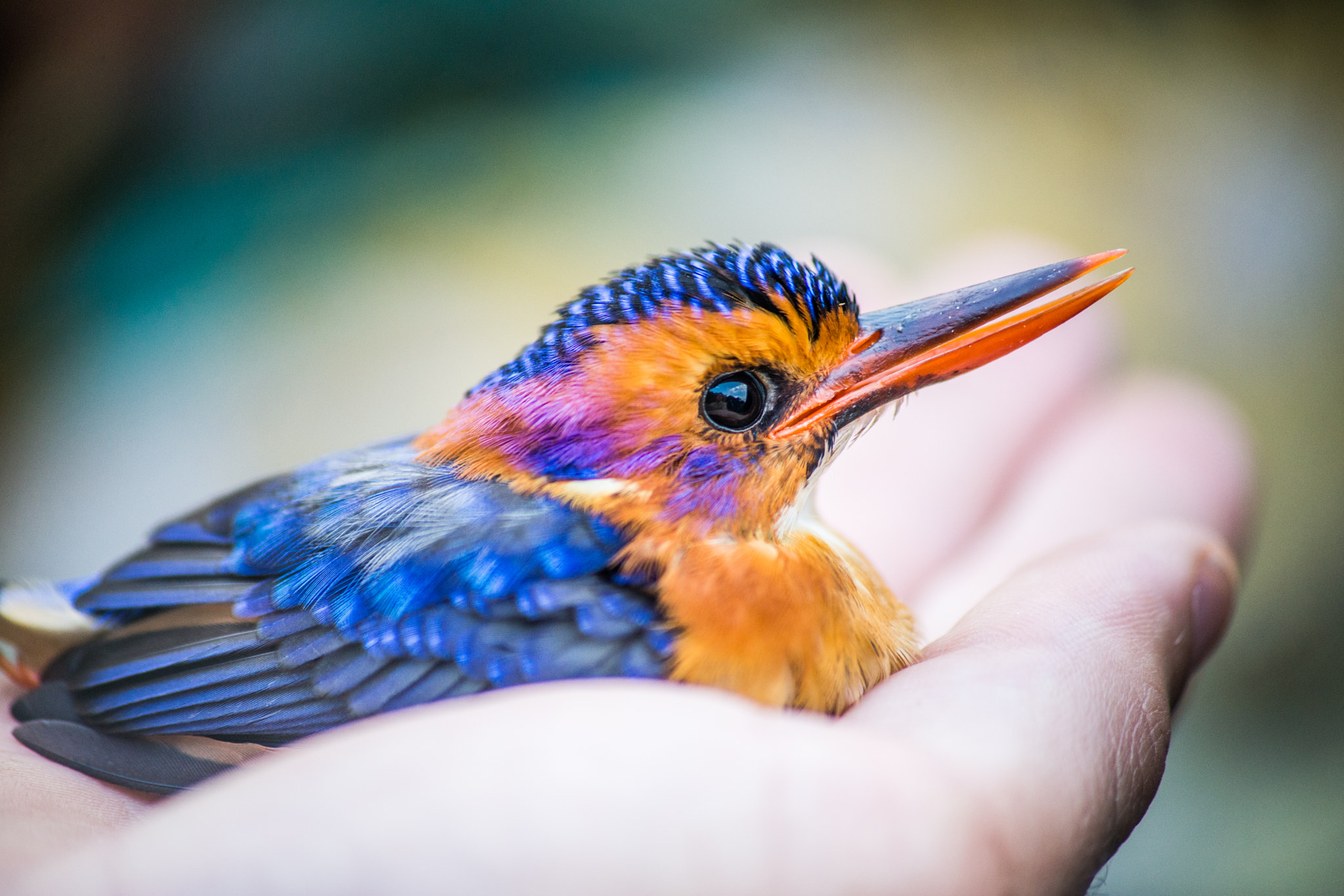 Sigma 70-300mm F4-5.6 APO DG Macro sample photo. Pigmy kingfisher photography