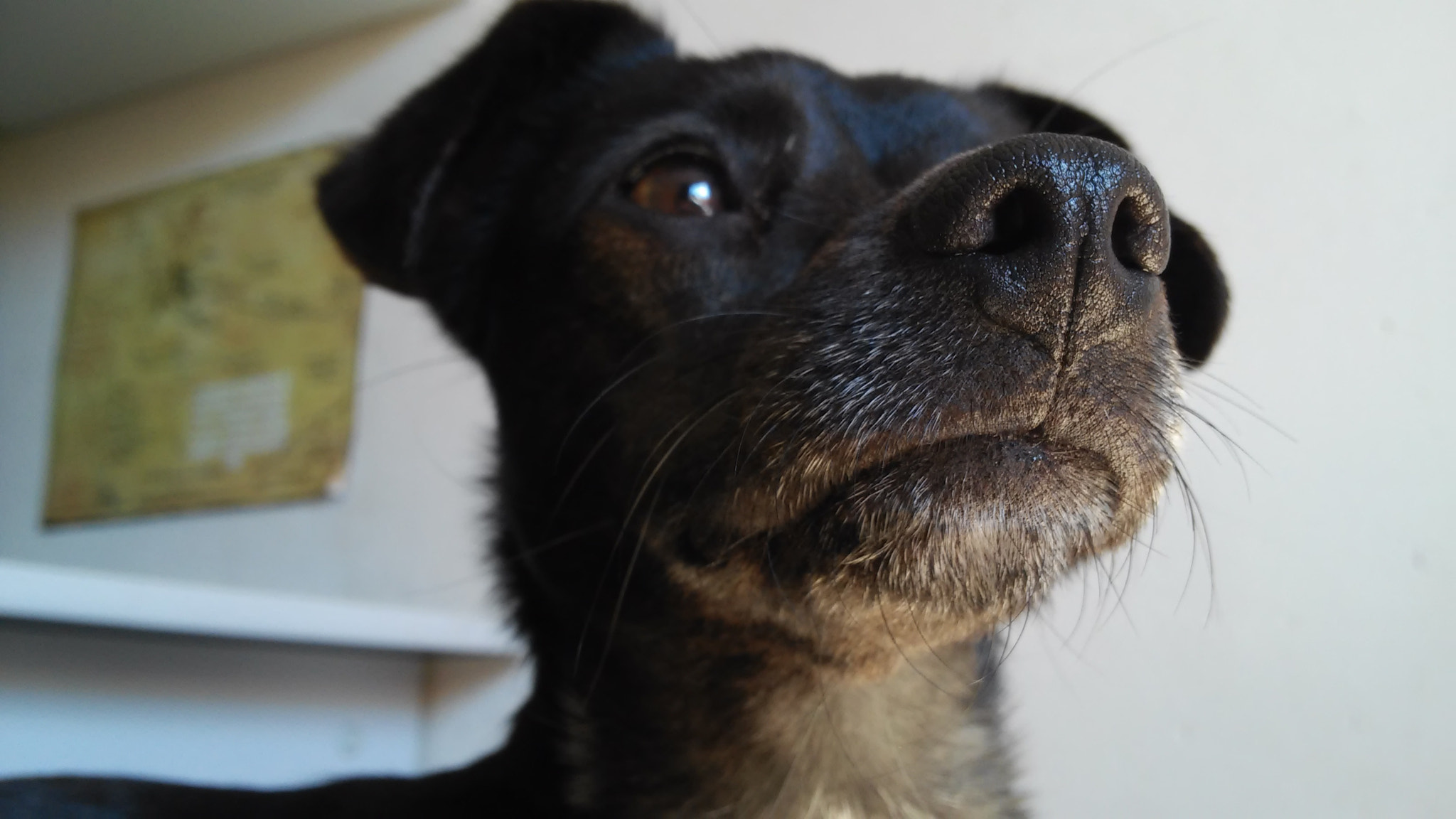 LG G2 MINI sample photo. Sniffing photography