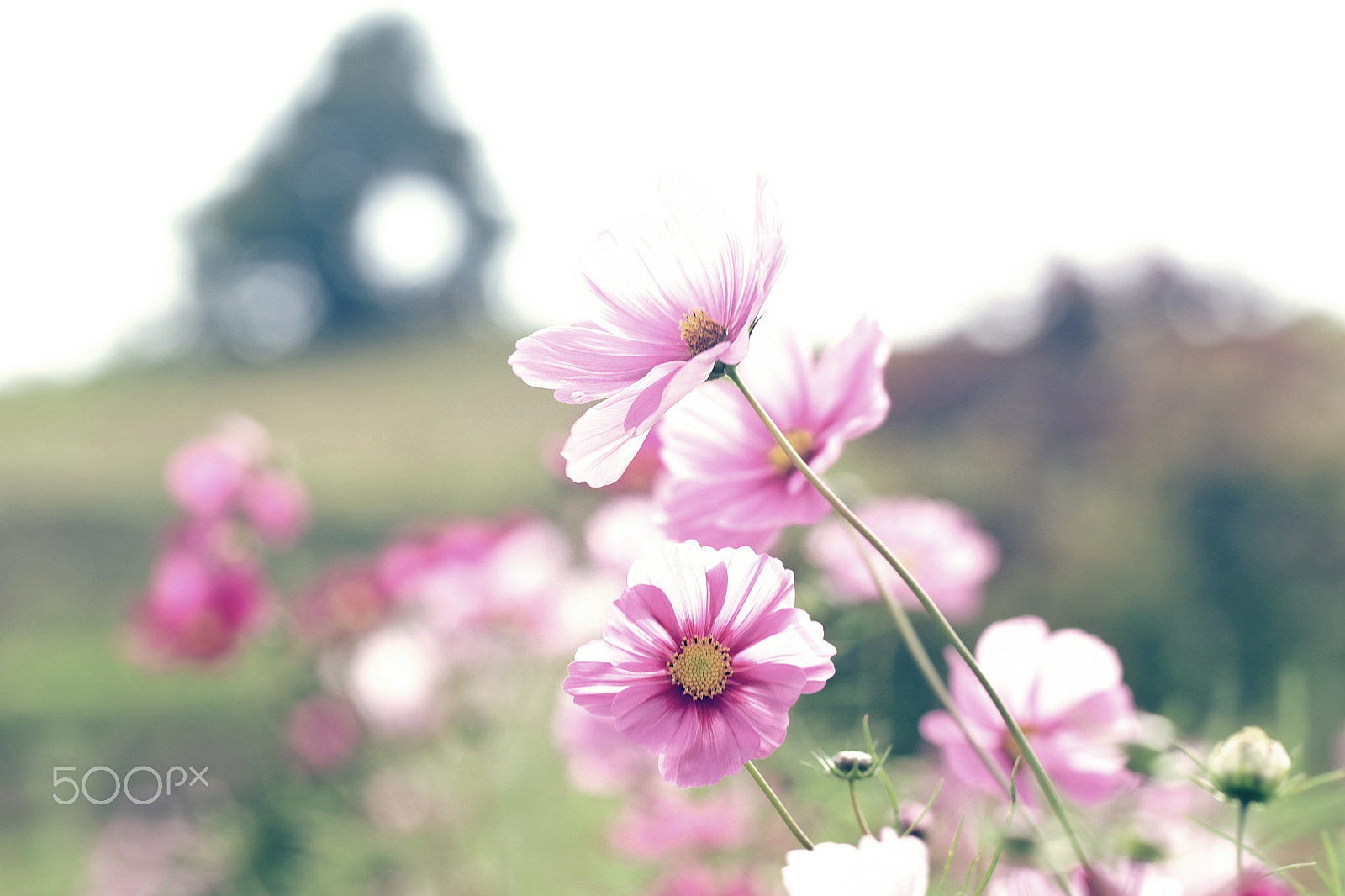 Canon EOS 6D + Canon EF 100mm F2.8L Macro IS USM sample photo. Swaying cosmos photography