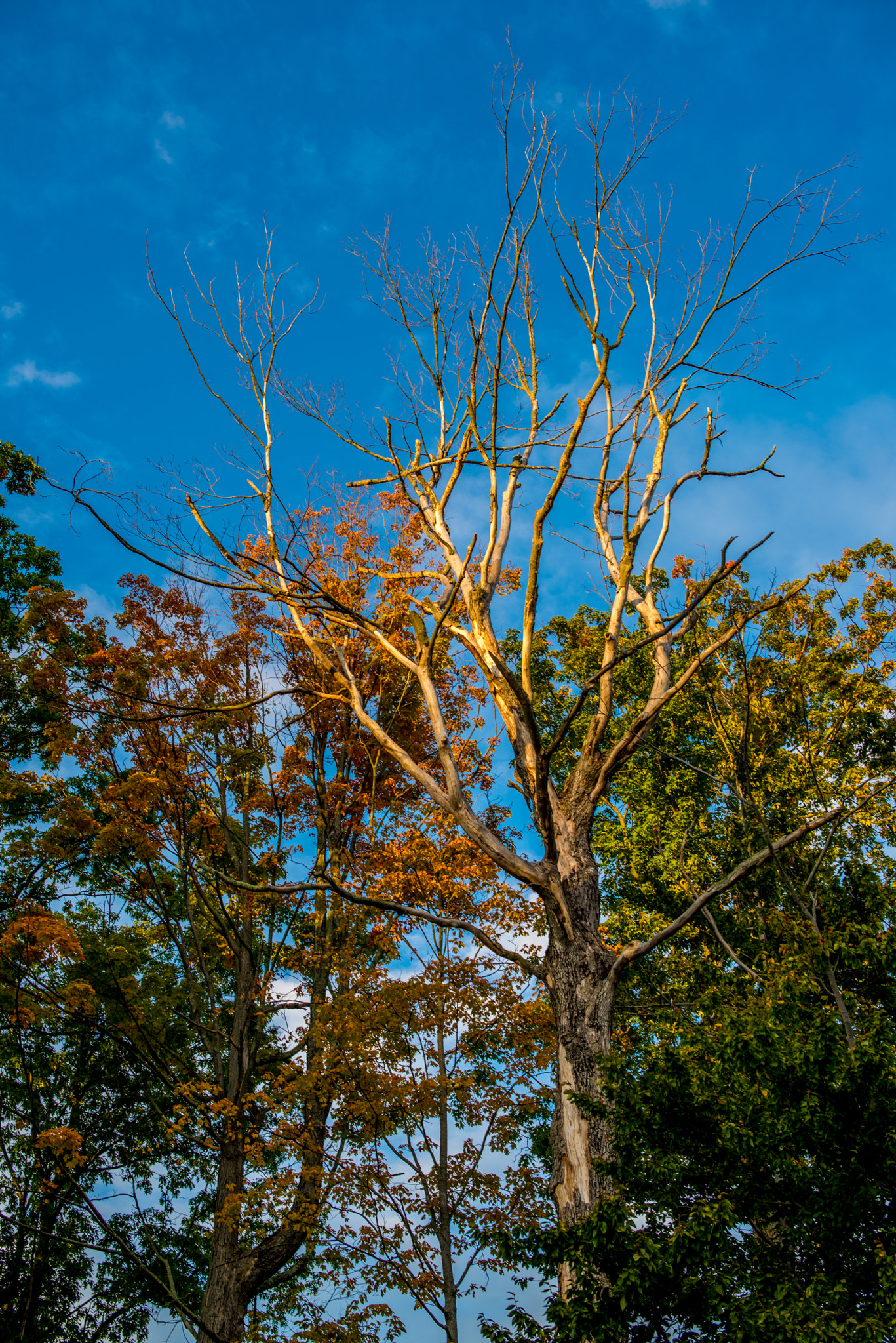 Nikon D600 + Samyang 35mm F1.4 AS UMC sample photo. Bare tree at sunset, middletown, new york photography