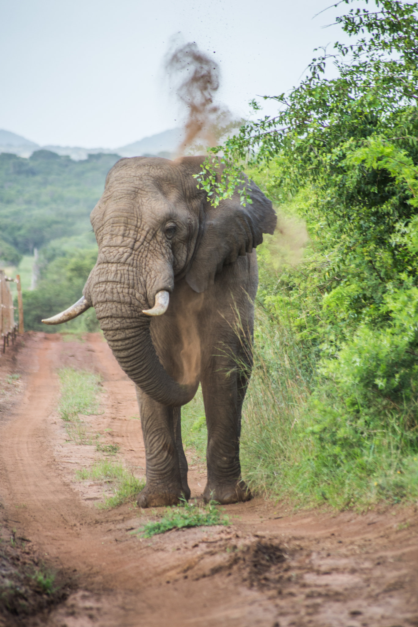 Sigma 70-300mm F4-5.6 APO DG Macro sample photo. Musth bath photography