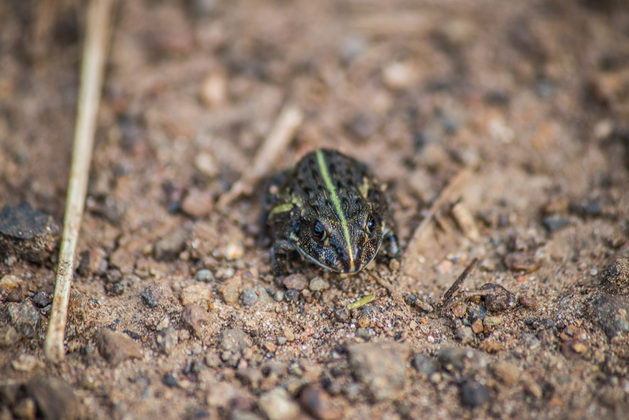 Sigma 70-300mm F4-5.6 APO DG Macro sample photo. Over toad photography