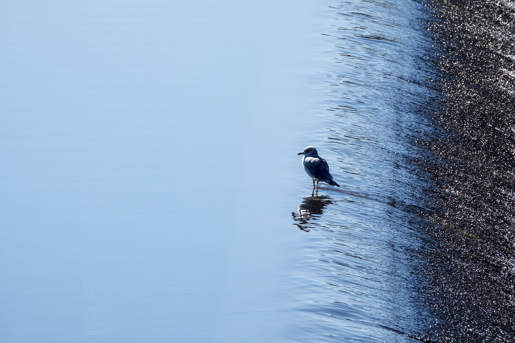 Fujifilm XF 100-400mm F4.5-5.6 R LM OIS WR sample photo. Seagull photography