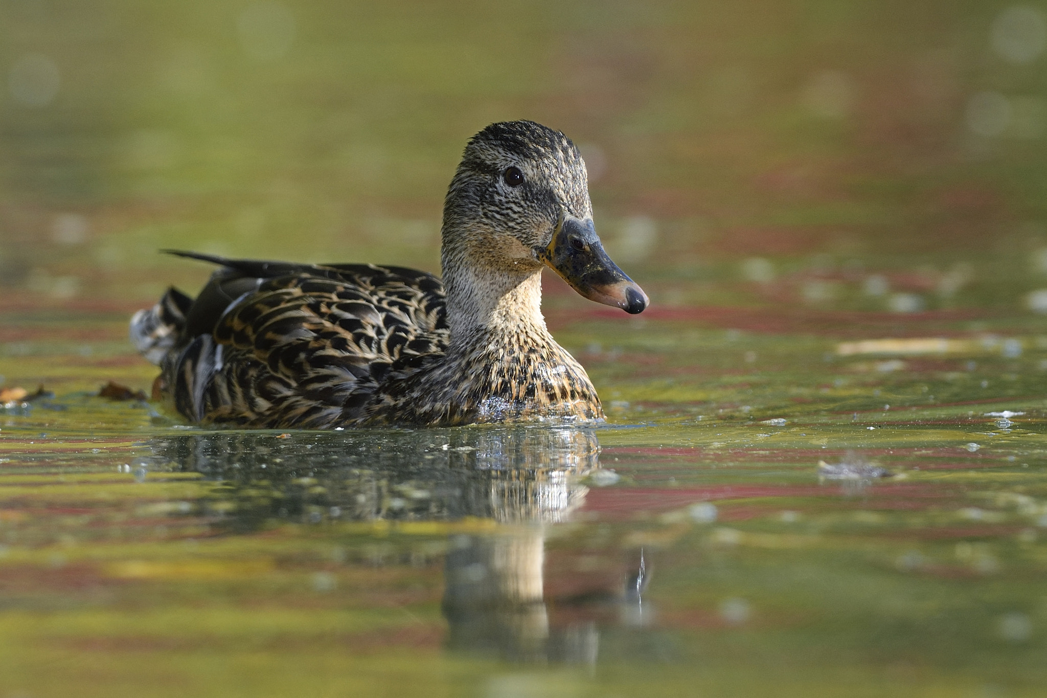 Nikon D500 + Nikon AF-S Nikkor 300mm F2.8G ED-IF VR sample photo. Keep posing photography