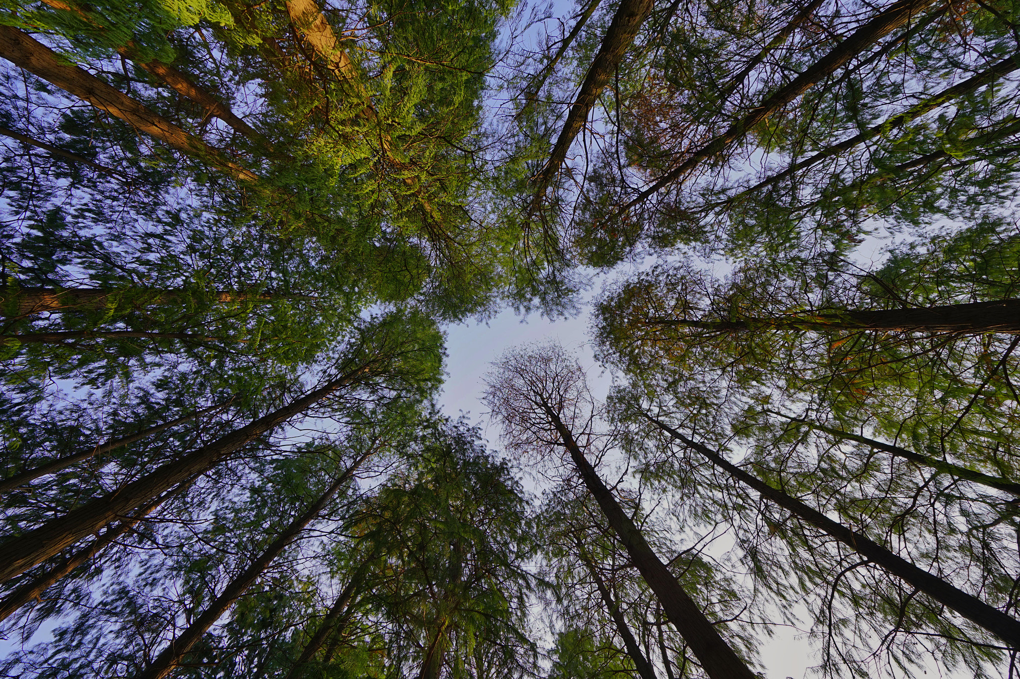 Sony a7 sample photo. Metasequoia. photography