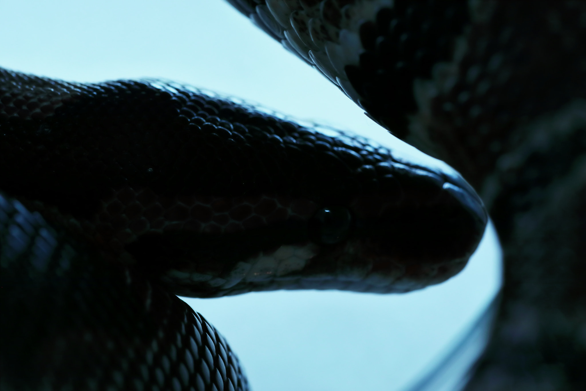 Canon EOS 5D Mark IV + Tamron SP AF 90mm F2.8 Di Macro sample photo. Sleeping dragon photography