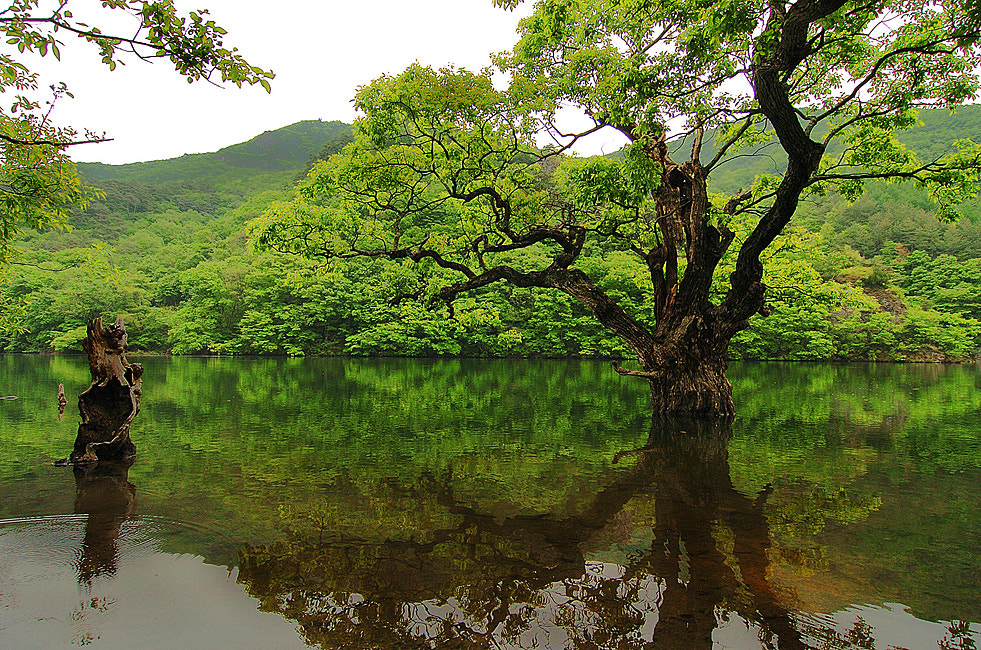 Nikon D2H sample photo. Fine tree photography