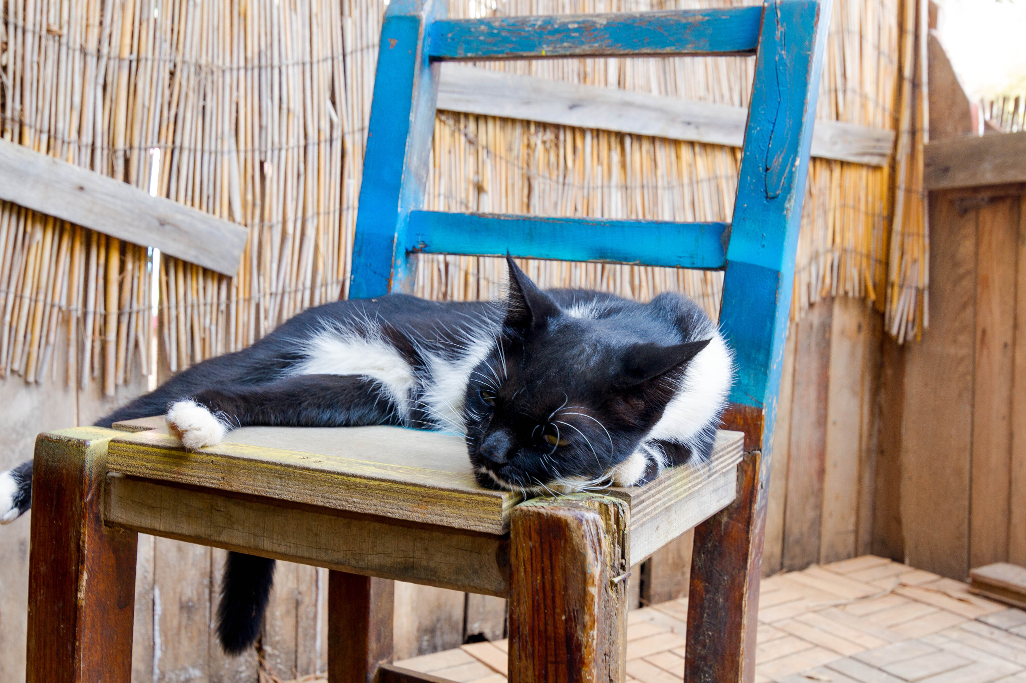 Tokina AT-X Pro 12-24mm F4 (IF) DX sample photo. Lazy cat.jpg photography