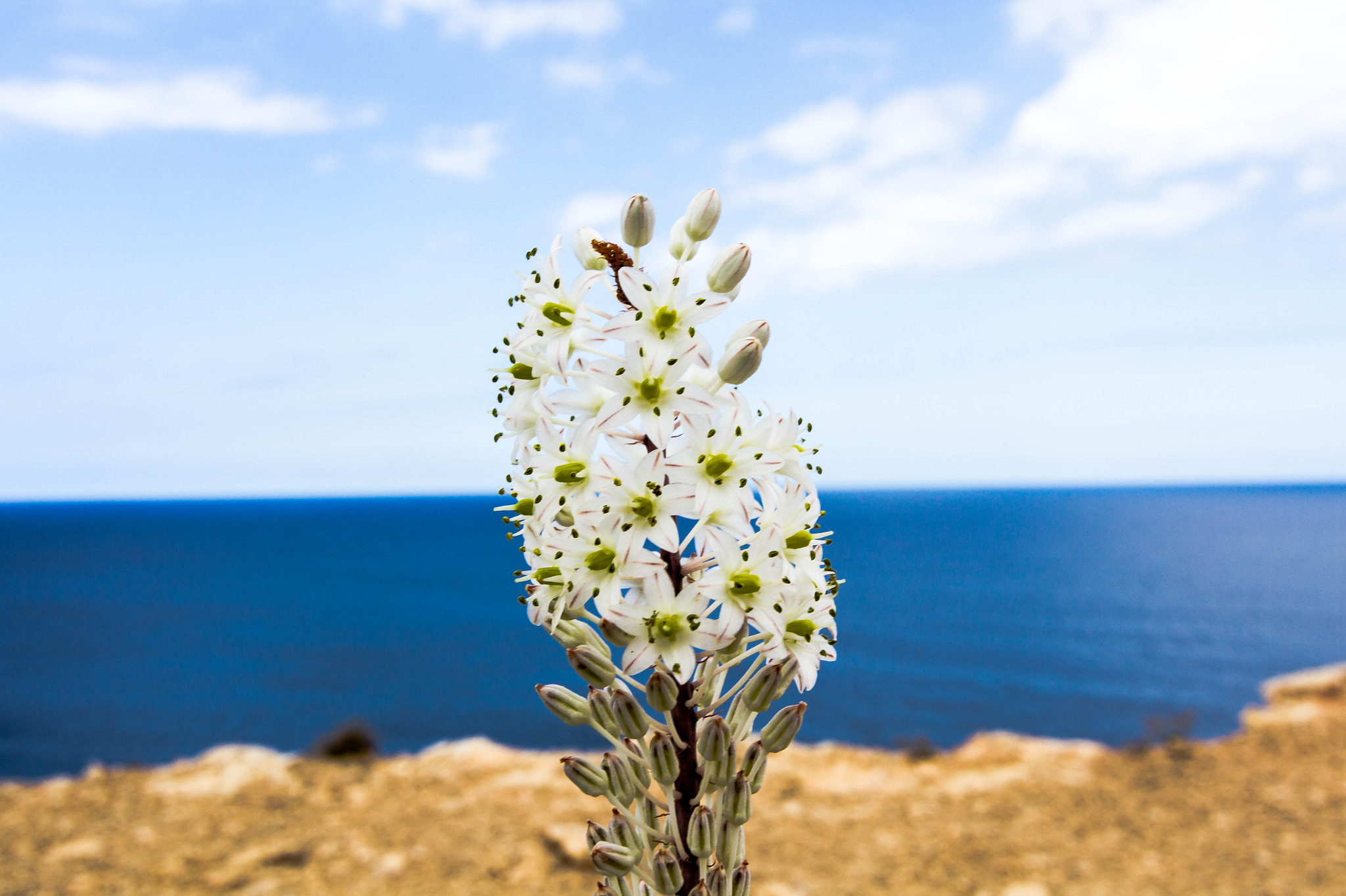 Tokina AT-X Pro 12-24mm F4 (IF) DX sample photo. Flower.jpg photography