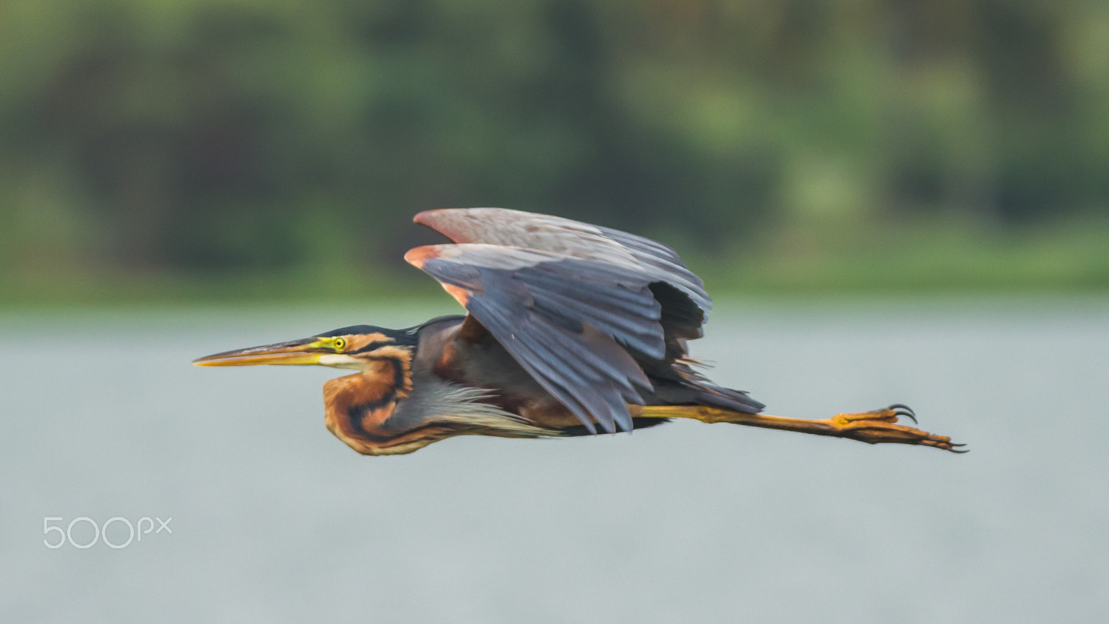 150-600mm F5-6.3 DG OS HSM | Contemporary 015 sample photo. Img photography