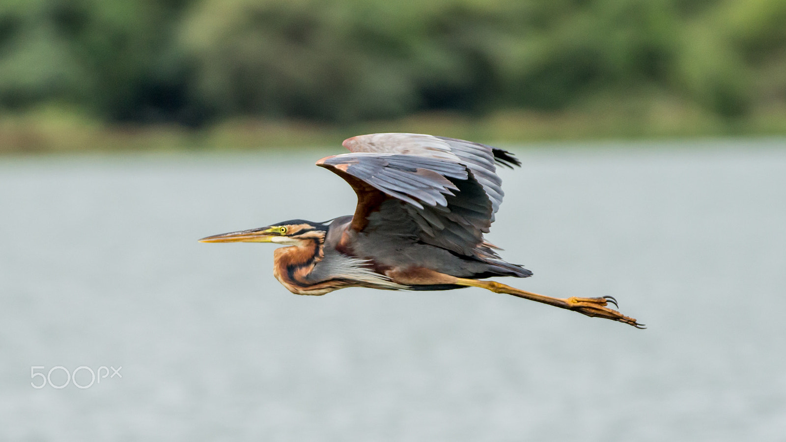 150-600mm F5-6.3 DG OS HSM | Contemporary 015 sample photo. Img photography