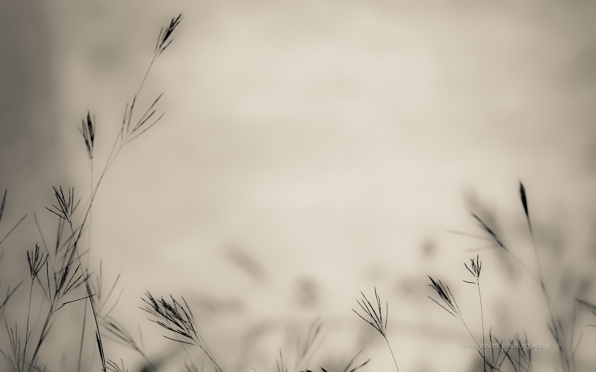 Nikon D500 sample photo. Grass photography