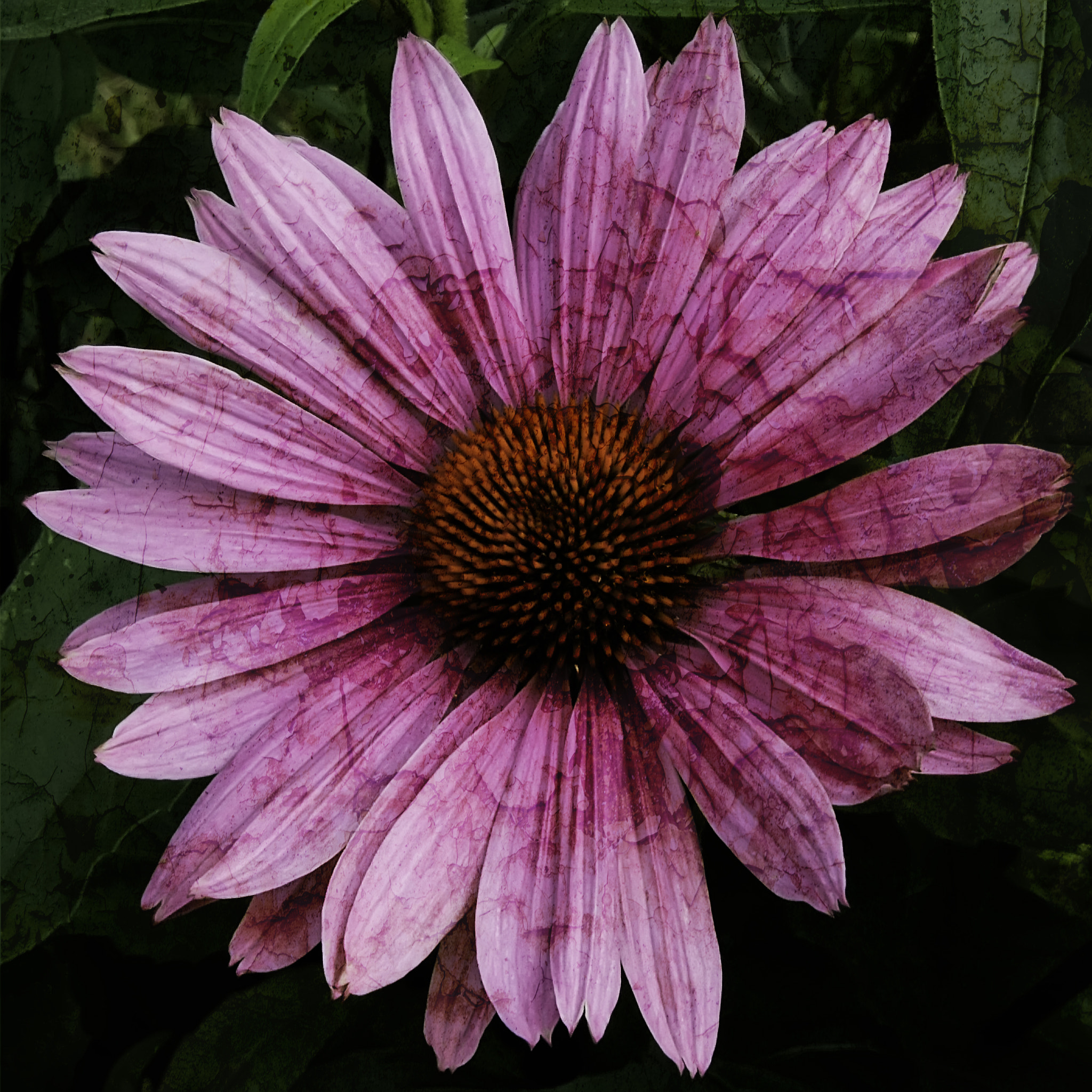 Sony Alpha NEX-3 + Sony E 18-55mm F3.5-5.6 OSS sample photo. Echinacea. photography