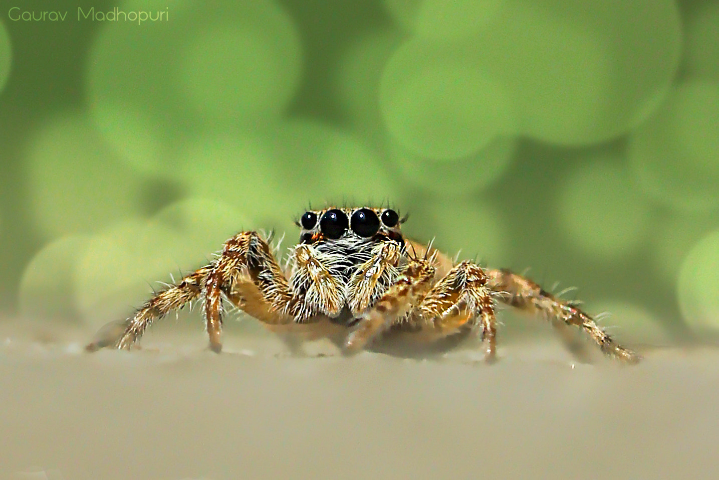 Canon EOS 600D (Rebel EOS T3i / EOS Kiss X5) + Canon EF 100mm F2.8L Macro IS USM sample photo. Jumping spider photography