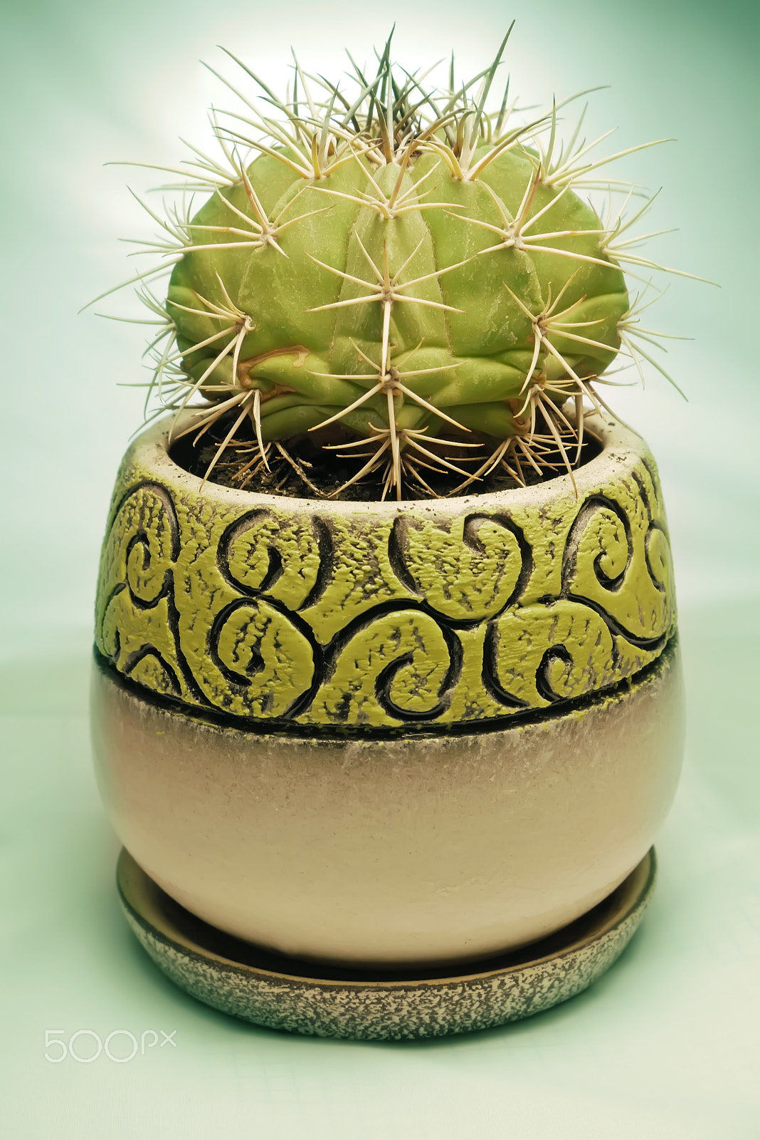 Panasonic Lumix DMC-GX85 (Lumix DMC-GX80 / Lumix DMC-GX7 Mark II) sample photo. Cactus in pot photography