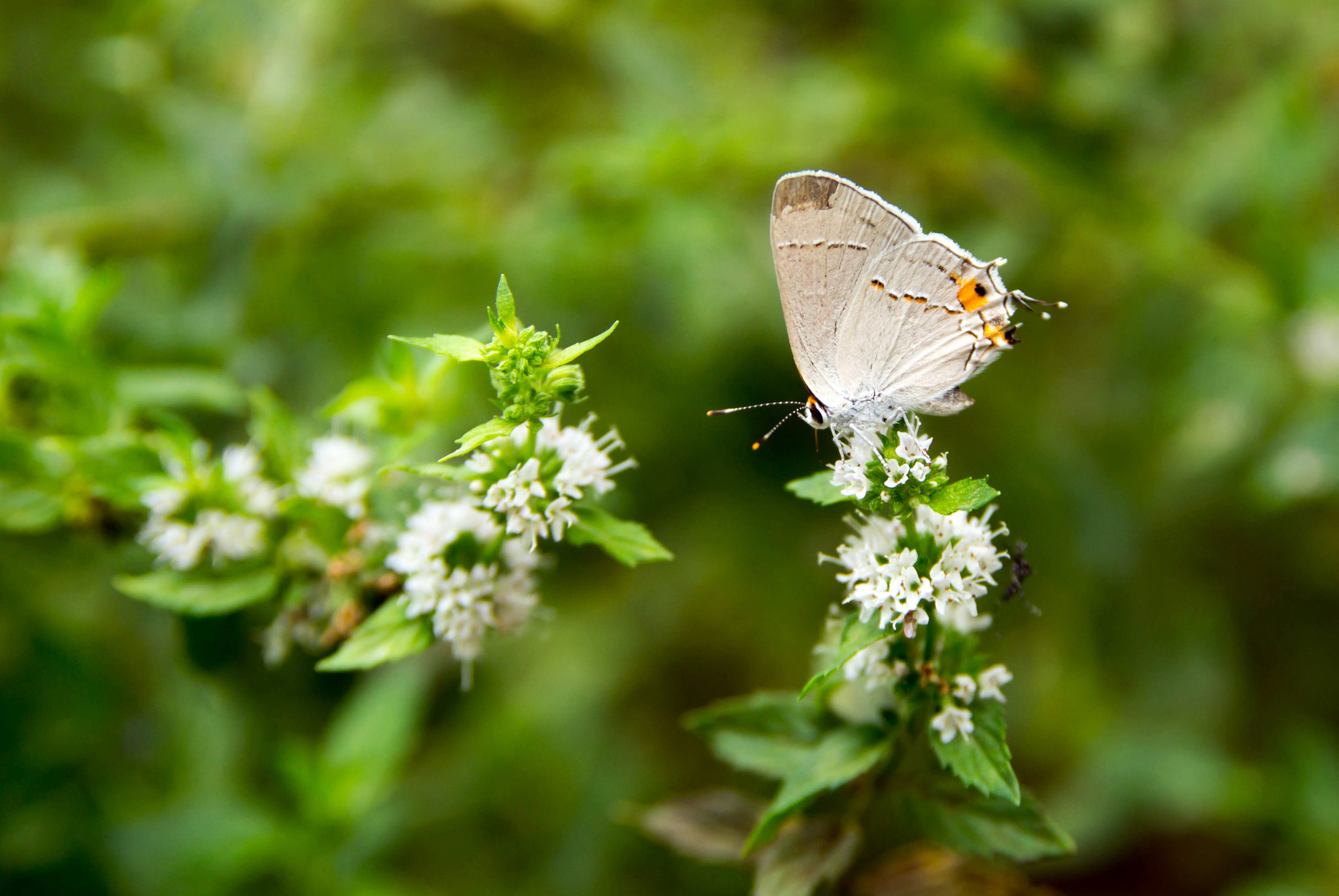 Sony SLT-A57 + Sigma 17-70mm F2.8-4.5 (D) sample photo. Grey hairstreak butterfly photography