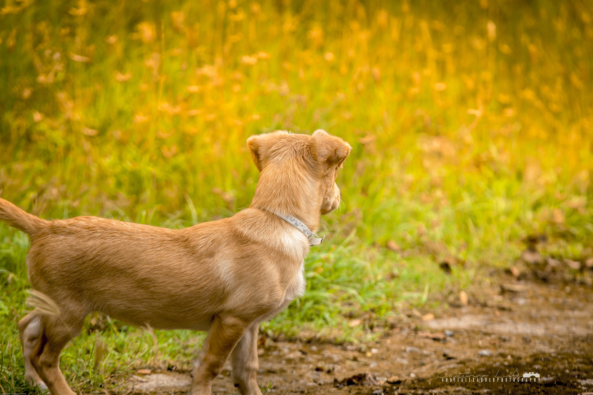 Canon EOS 5D Mark II sample photo. Tootsie photography