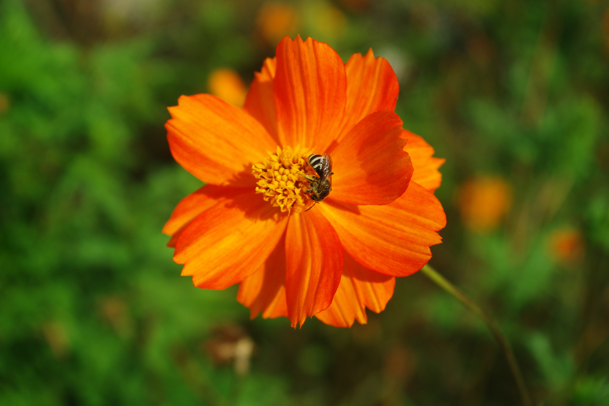 smc PENTAX-DA L 18-55mm F3.5-5.6 sample photo. 花与蜂 photography