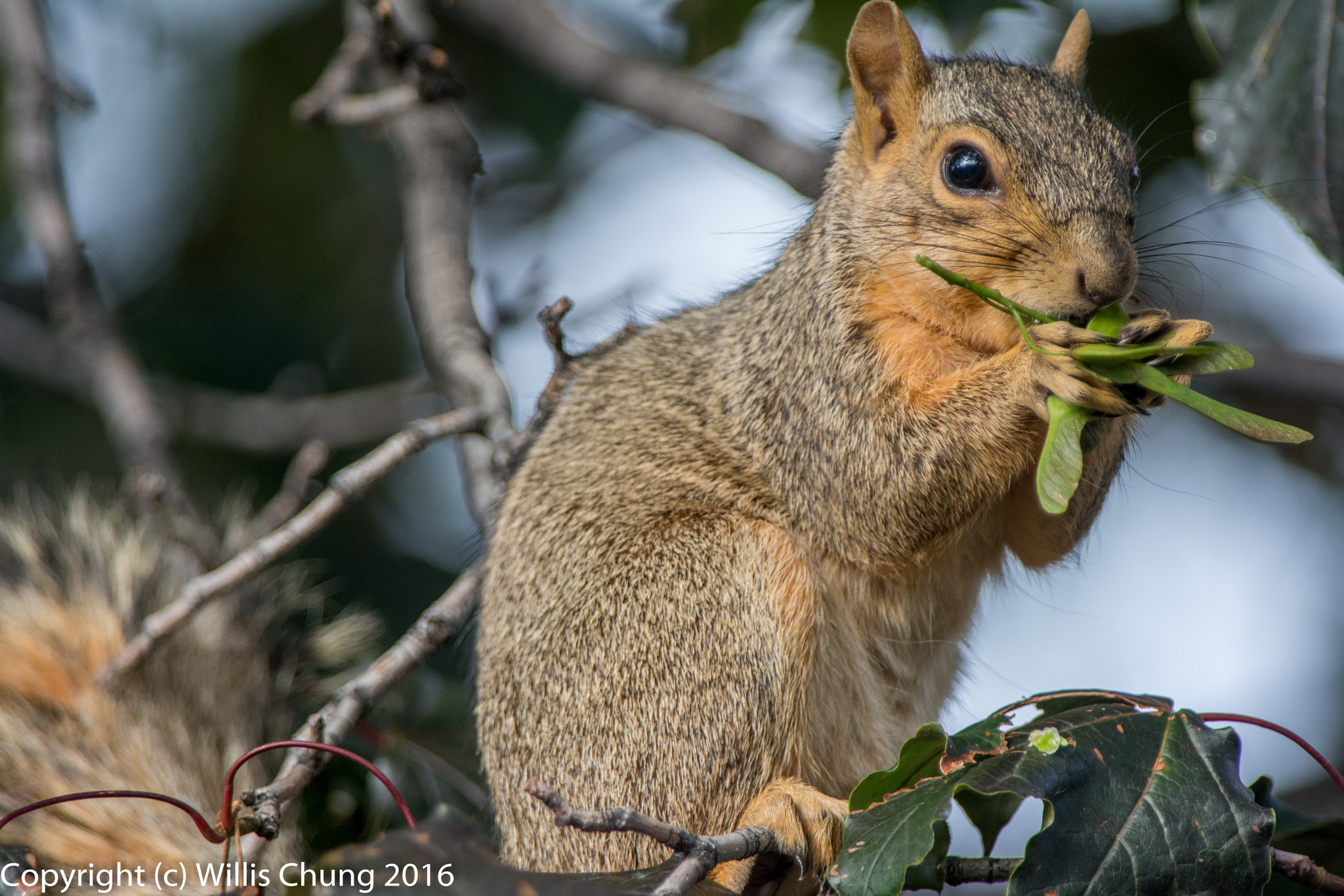 Nikon AF-S Nikkor 300mm F2.8G ED-IF VR sample photo. Squirrel breakfasting on maple seeds photography