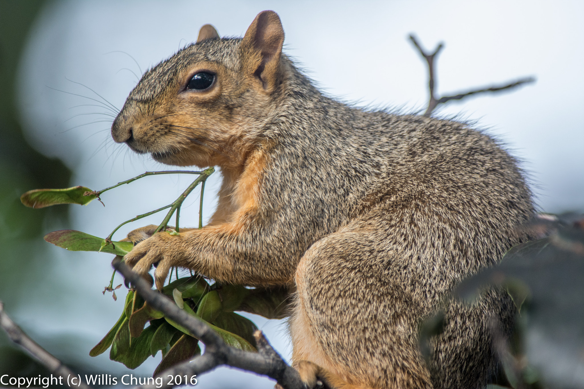 Nikon AF-S Nikkor 300mm F2.8G ED-IF VR sample photo. Squirrel breakfasting on maple seeds photography