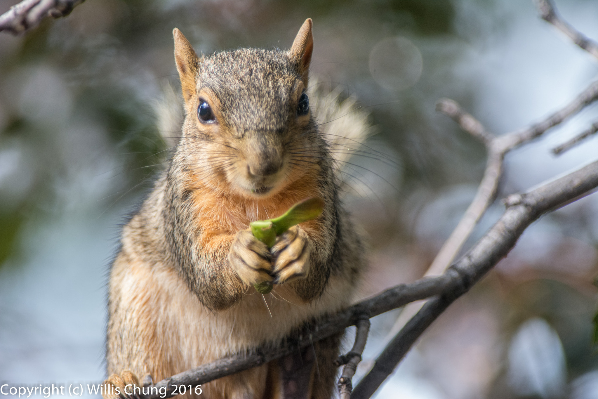 Nikon AF-S Nikkor 300mm F2.8G ED-IF VR sample photo. Squirrel breakfasting on maple seeds photography