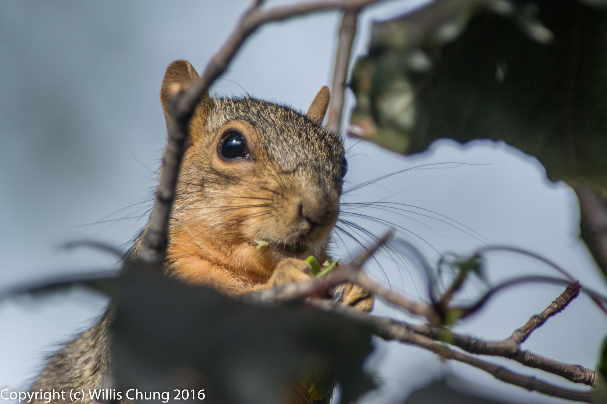 Nikon AF-S Nikkor 300mm F2.8G ED-IF VR sample photo. Squirrel breakfasting on maple seeds photography