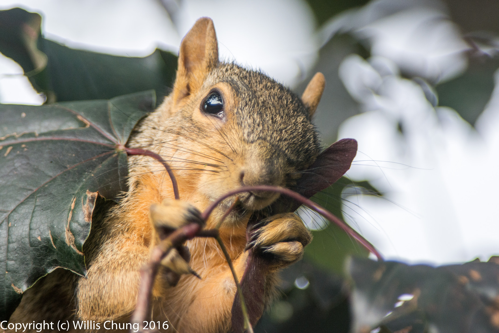 Nikon AF-S Nikkor 300mm F2.8G ED-IF VR sample photo. Squirrel breakfasting on maple seeds photography