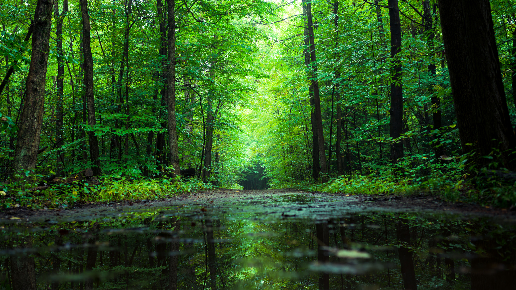 Sigma 35mm F1.4 DG HSM Art sample photo. Forest after rain 3 photography