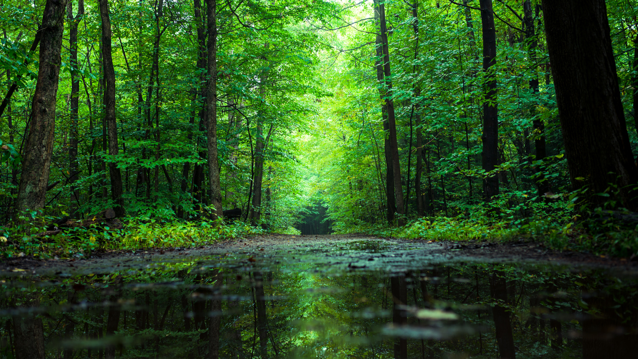 Sony a7R II + Sigma 35mm F1.4 DG HSM Art sample photo. Forest after rain 3 photography