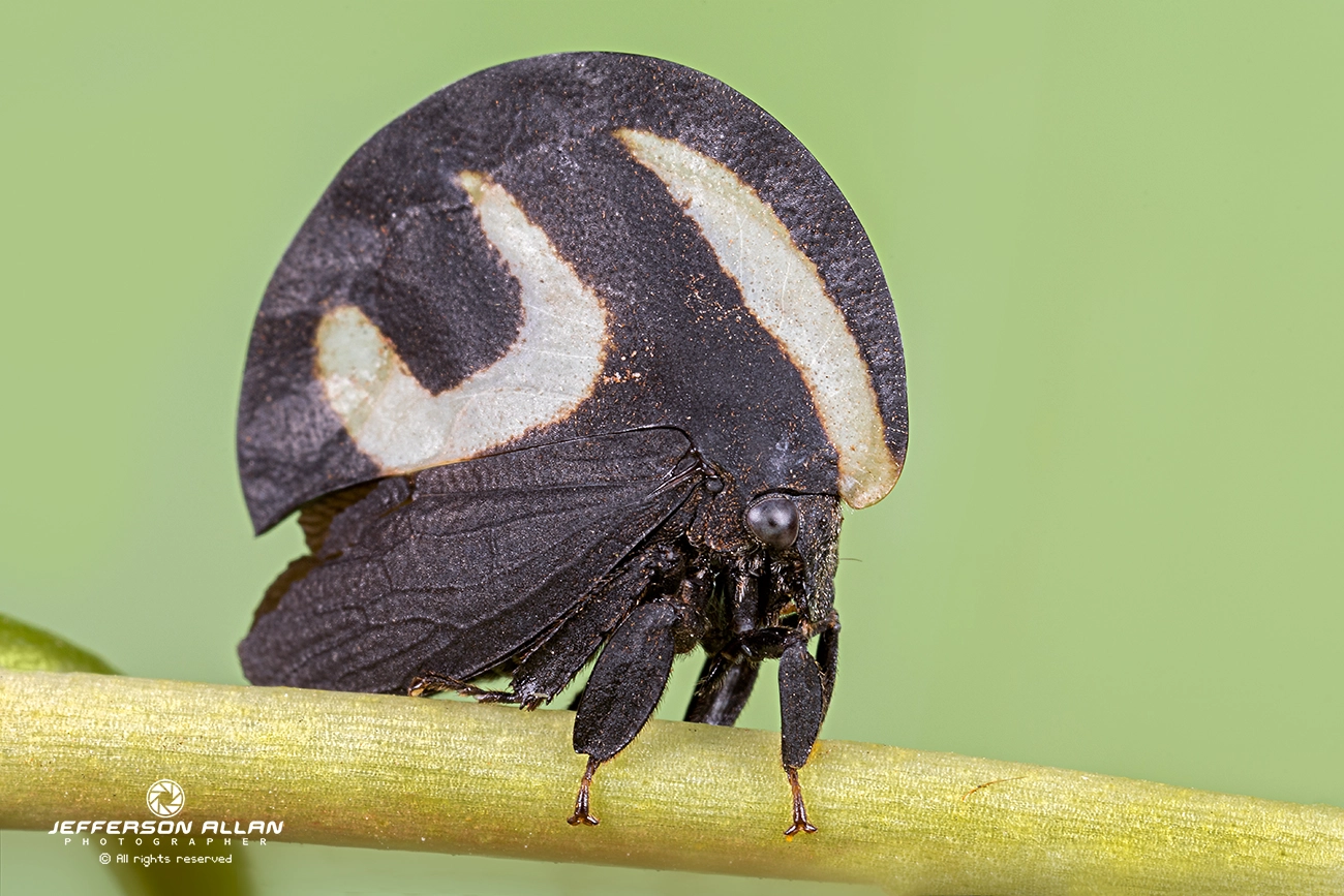 Canon MP-E 65mm F2.5 1-5x Macro Photo sample photo. Membracis lunata, (soldadinho). photography