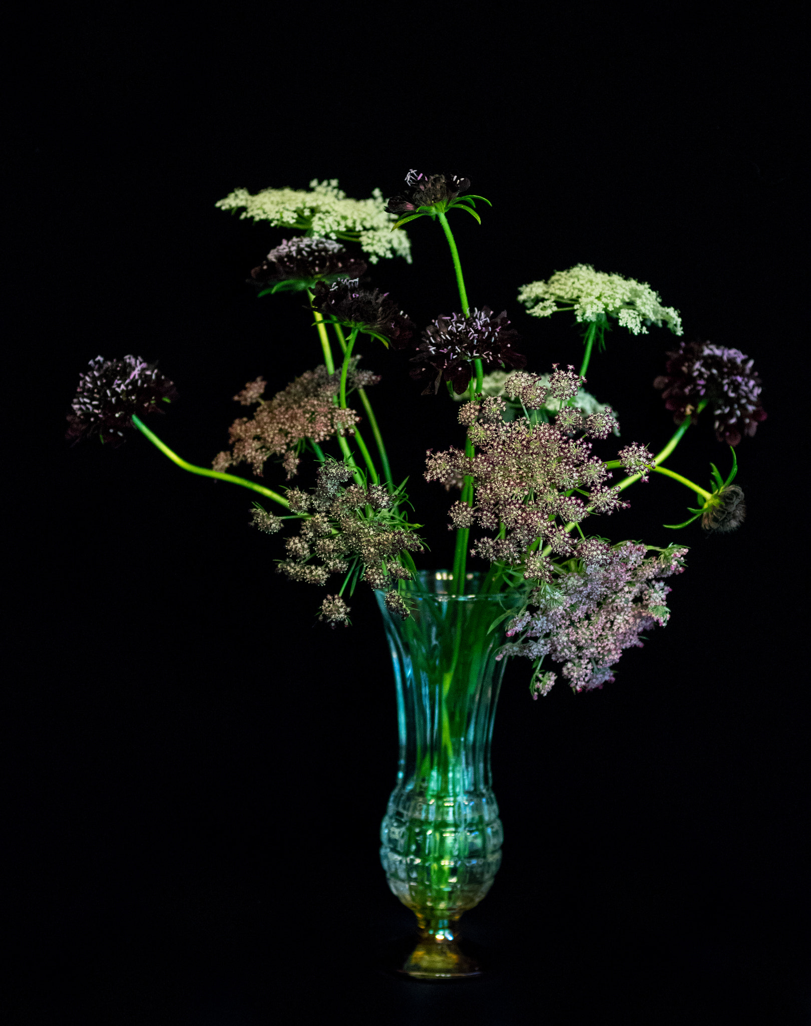 Pentax K-3 sample photo. Queen anne's lace with scabiosa photography
