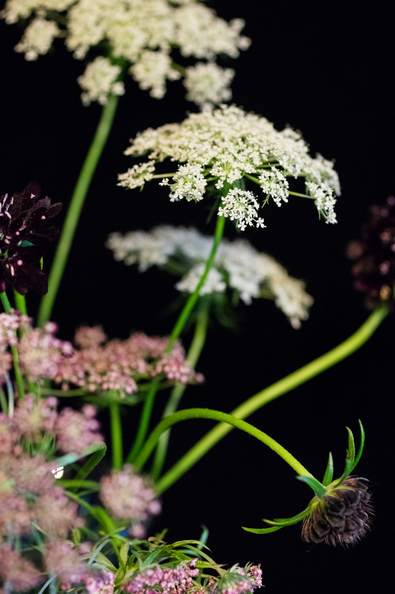 Pentax K-3 sample photo. Queen anne's lace with scabiosa photography