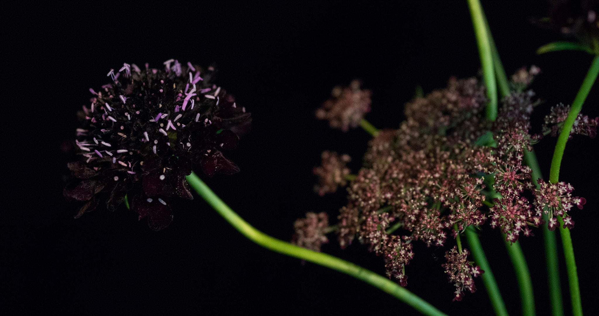 smc PENTAX-FA Macro 50mm F2.8 sample photo. Scabiosa with queen anne's lace 'dara' photography