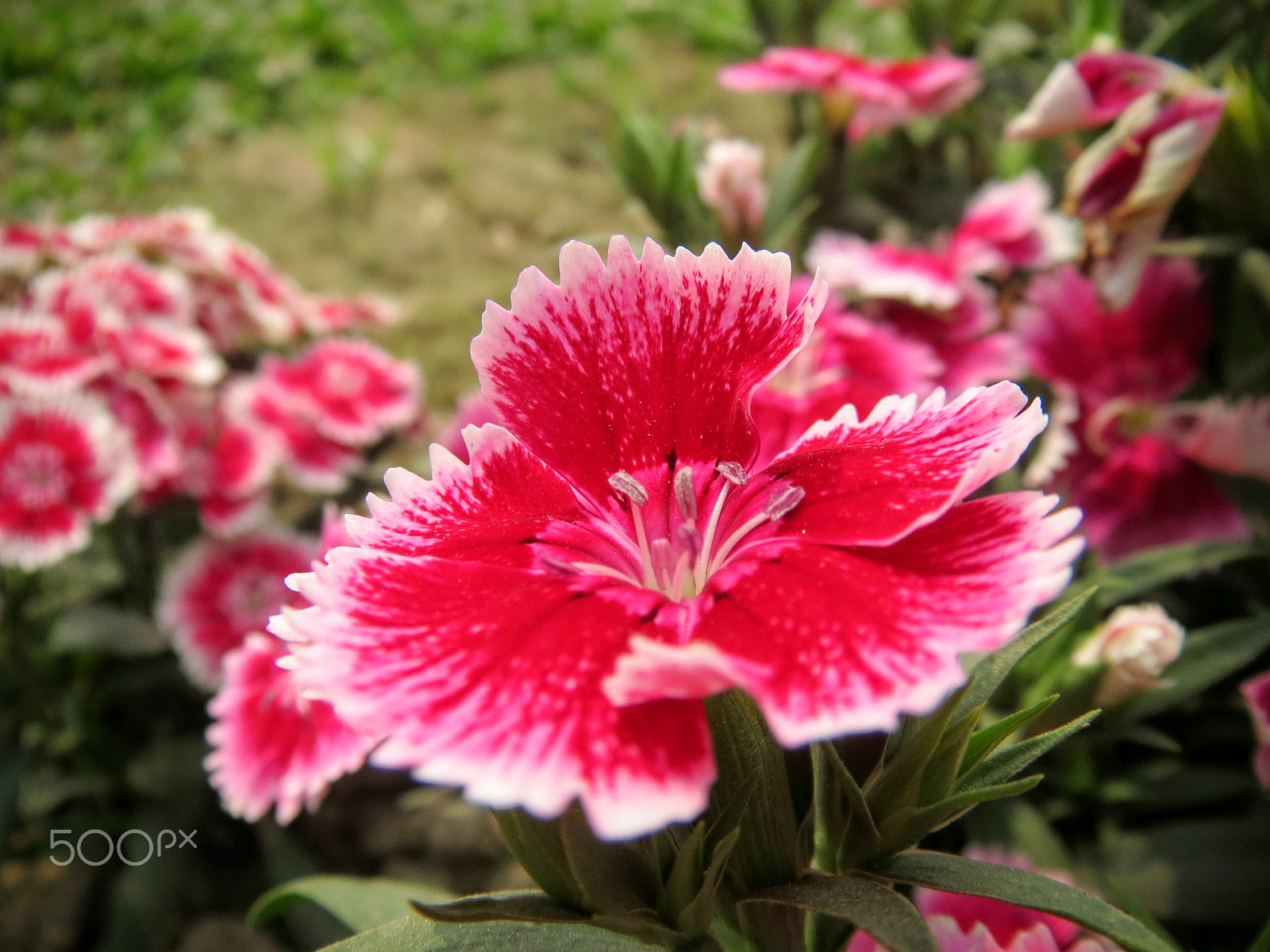 Canon PowerShot ELPH 520 HS (IXUS 500 HS / IXY 3) sample photo. Dianthus chinensis photography