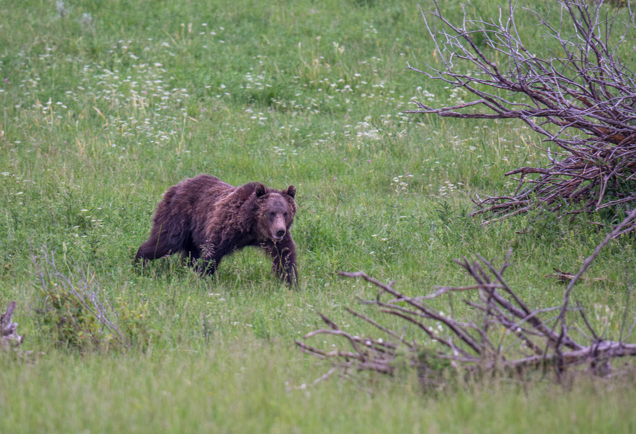 Nikon D5200 + Nikon AF-S Nikkor 500mm F4G ED VR sample photo. Griz in southwest montana photography