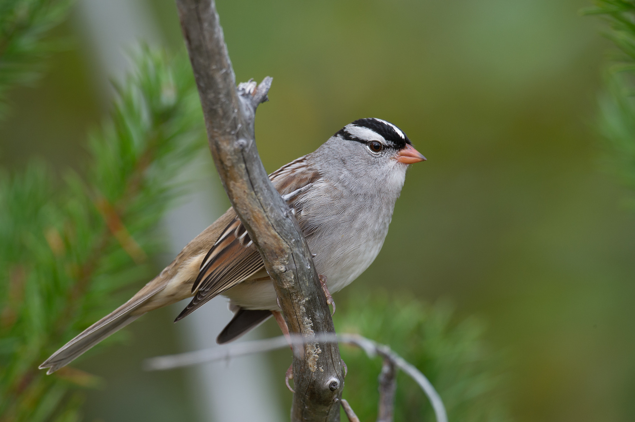 Nikon AF-S Nikkor 800mm F5.6E FL ED VR sample photo. Bruant a couronne blanche, white-crowned sparrow photography